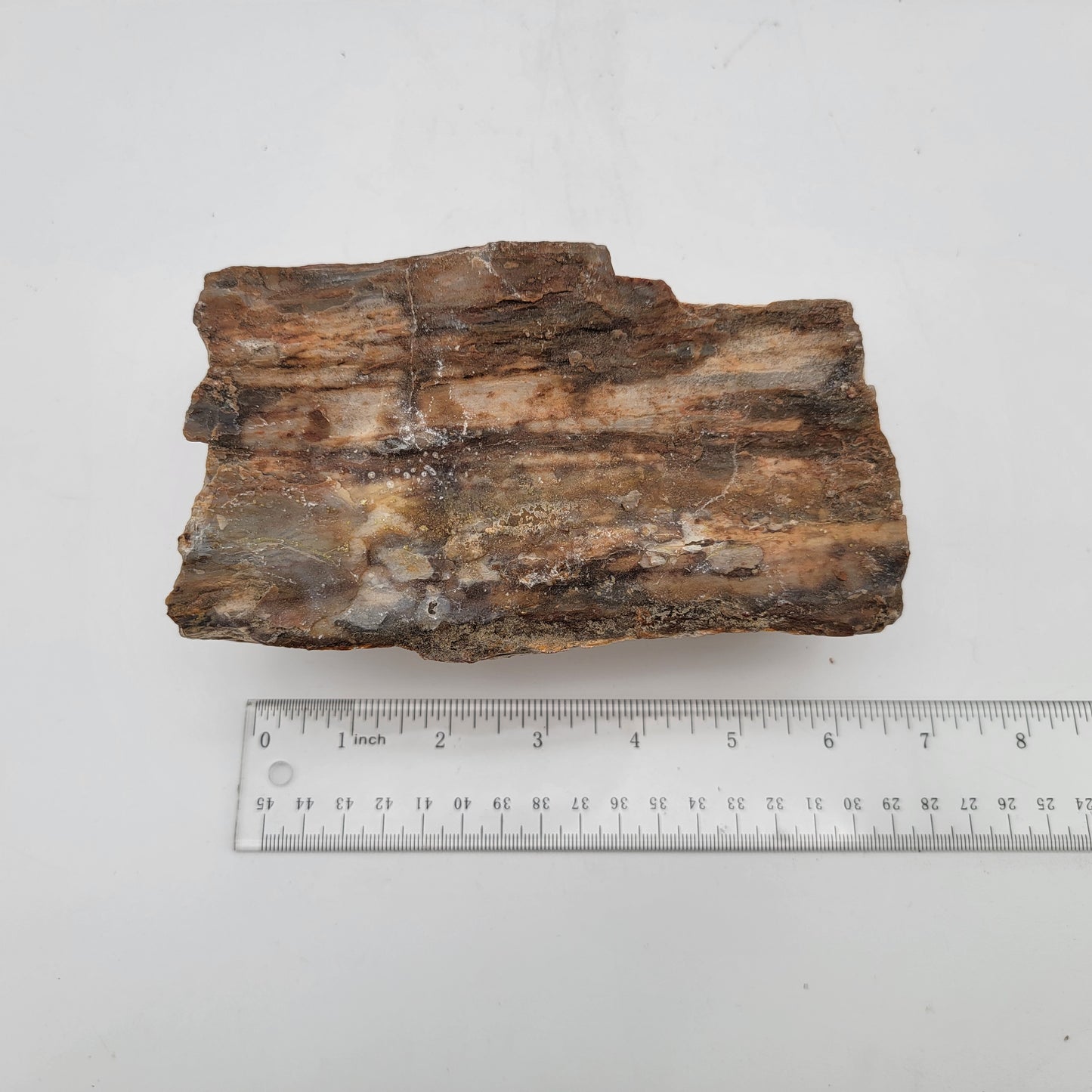 Petrified Wood Raw Specimen