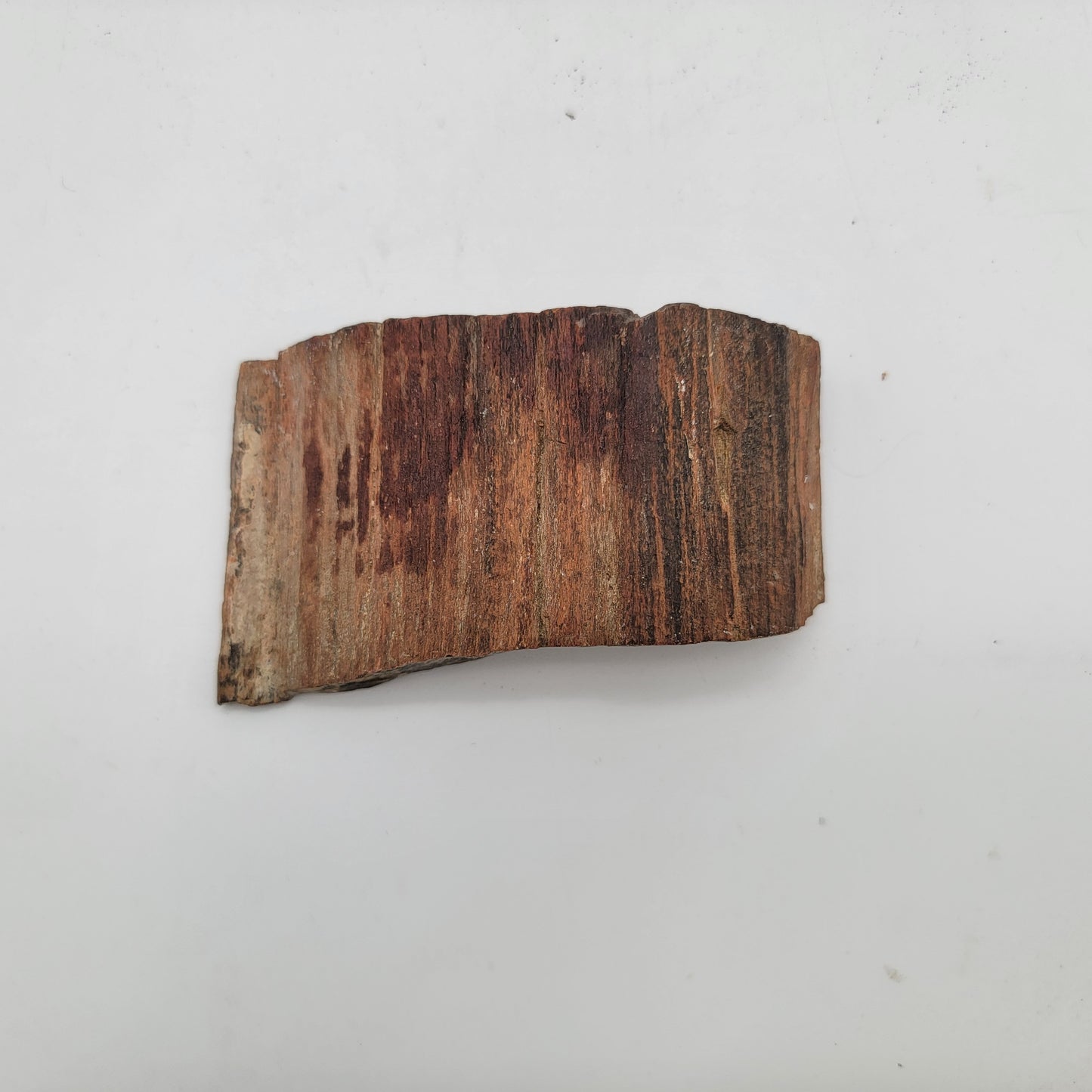 Petrified Wood Raw Specimen