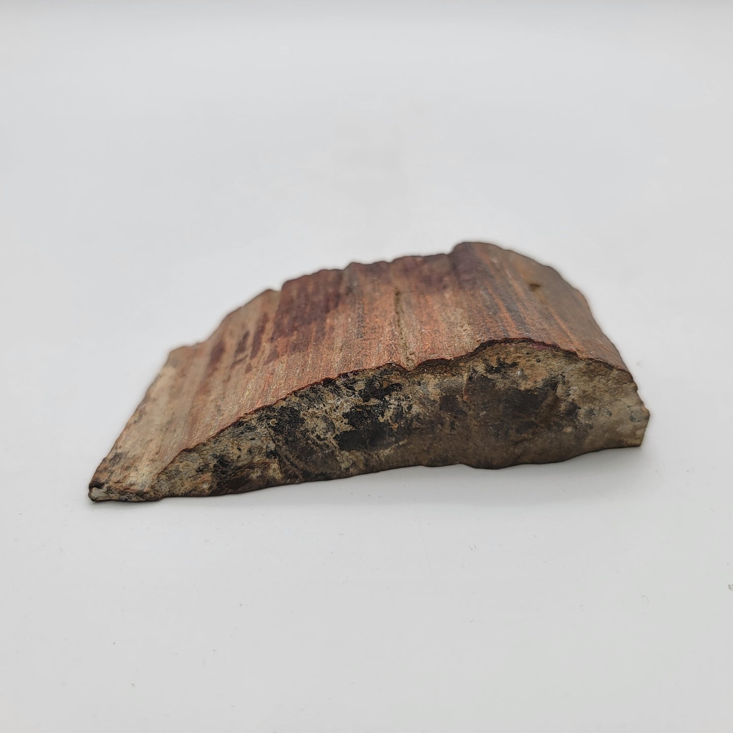 Petrified Wood Raw Specimen