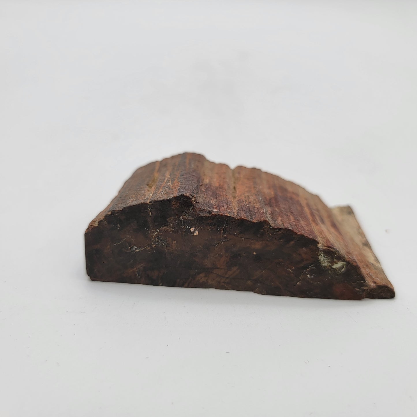 Petrified Wood Raw Specimen