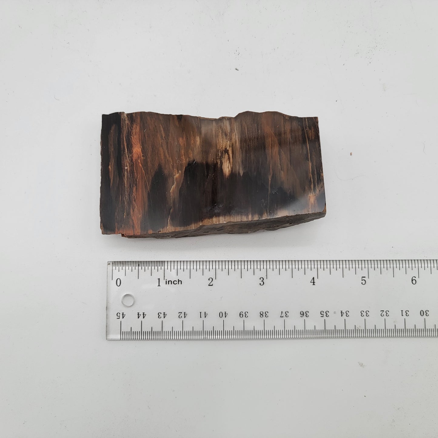 Petrified Wood Raw Specimen