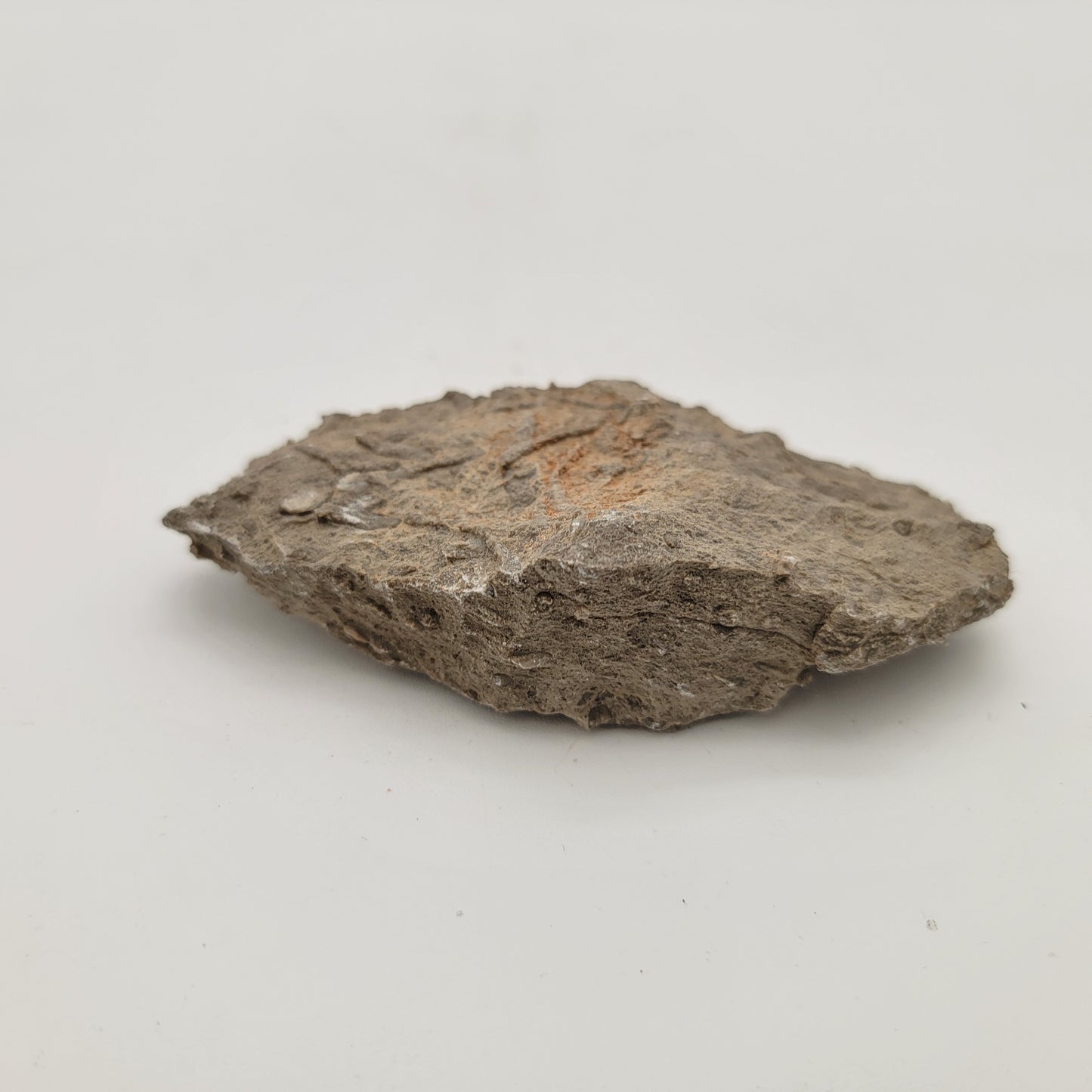 Kalania Fossil Specimen