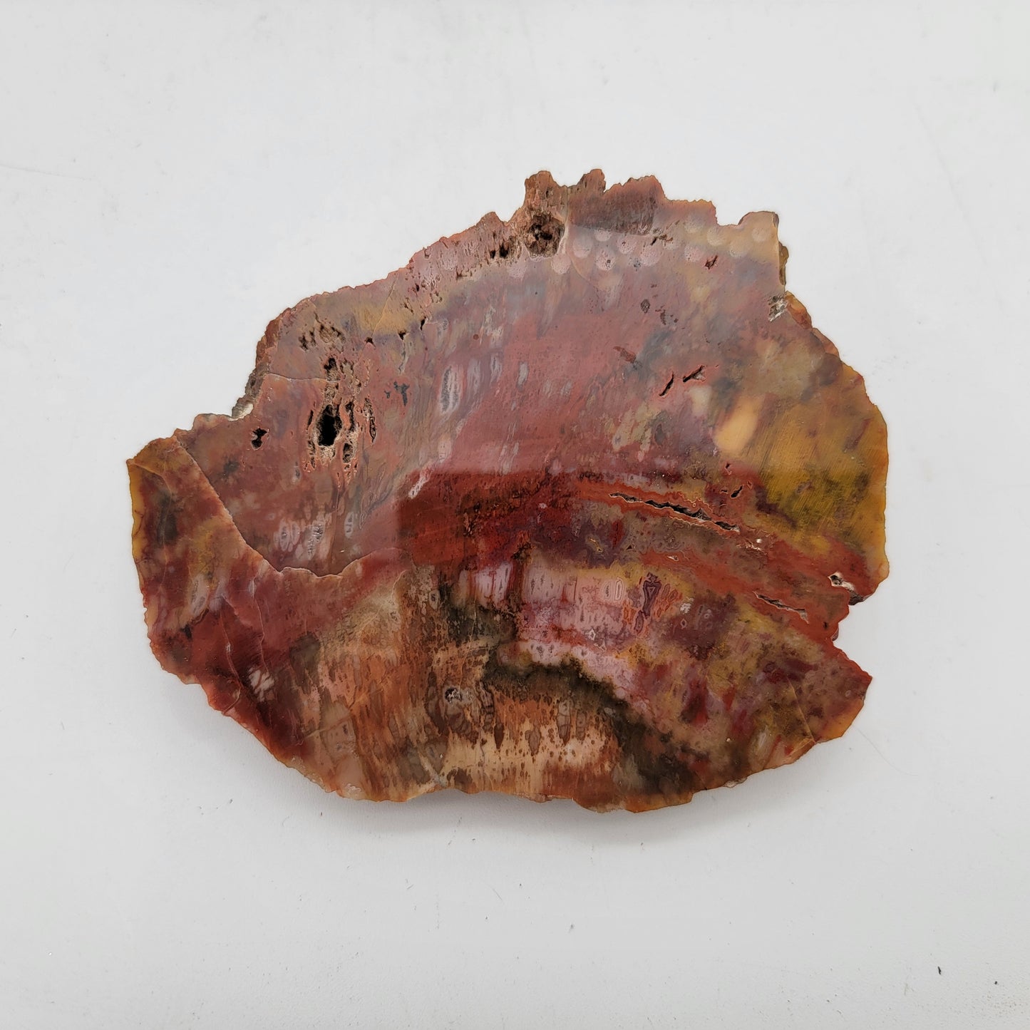 Petrified Wood Agate Specimen