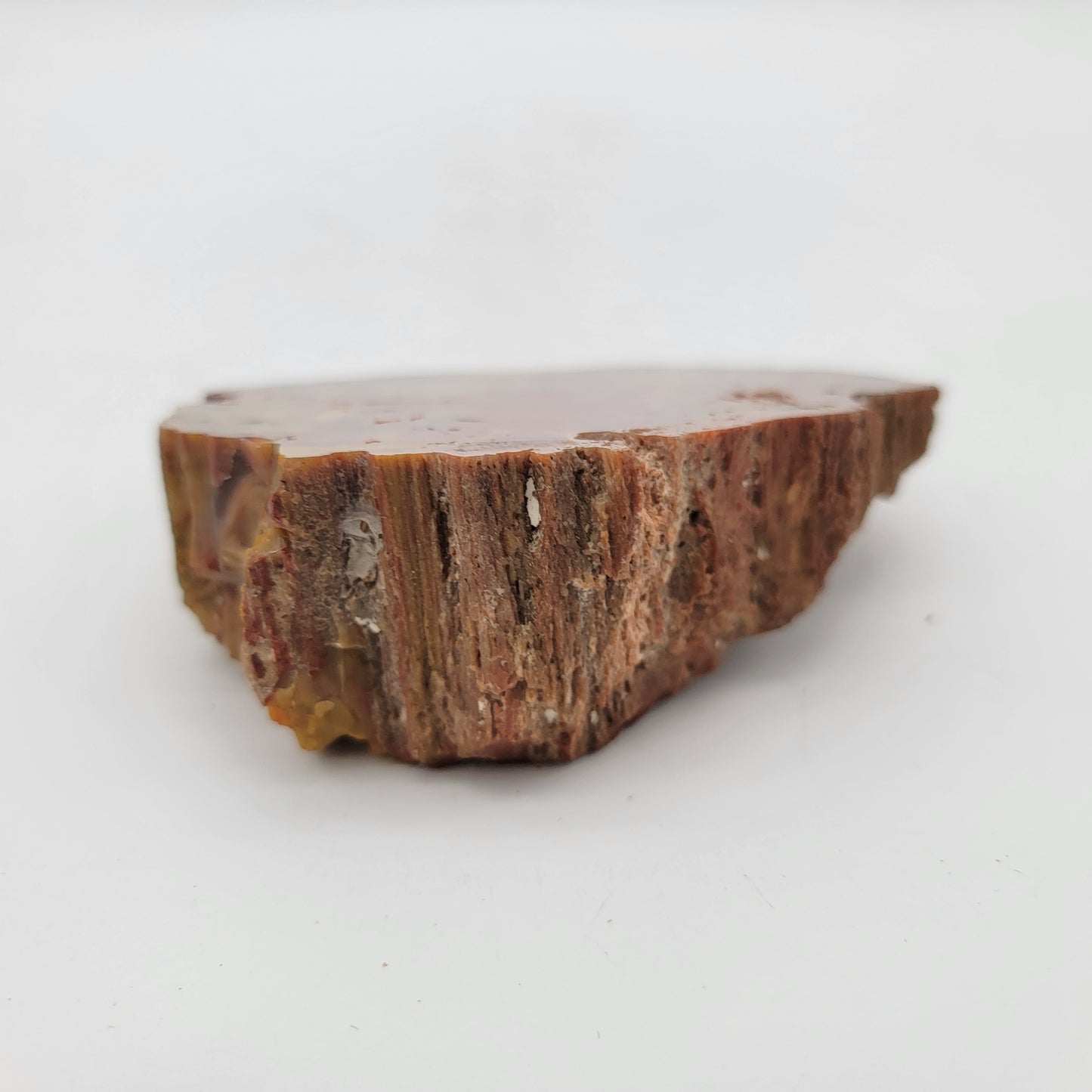 Petrified Wood Agate Specimen