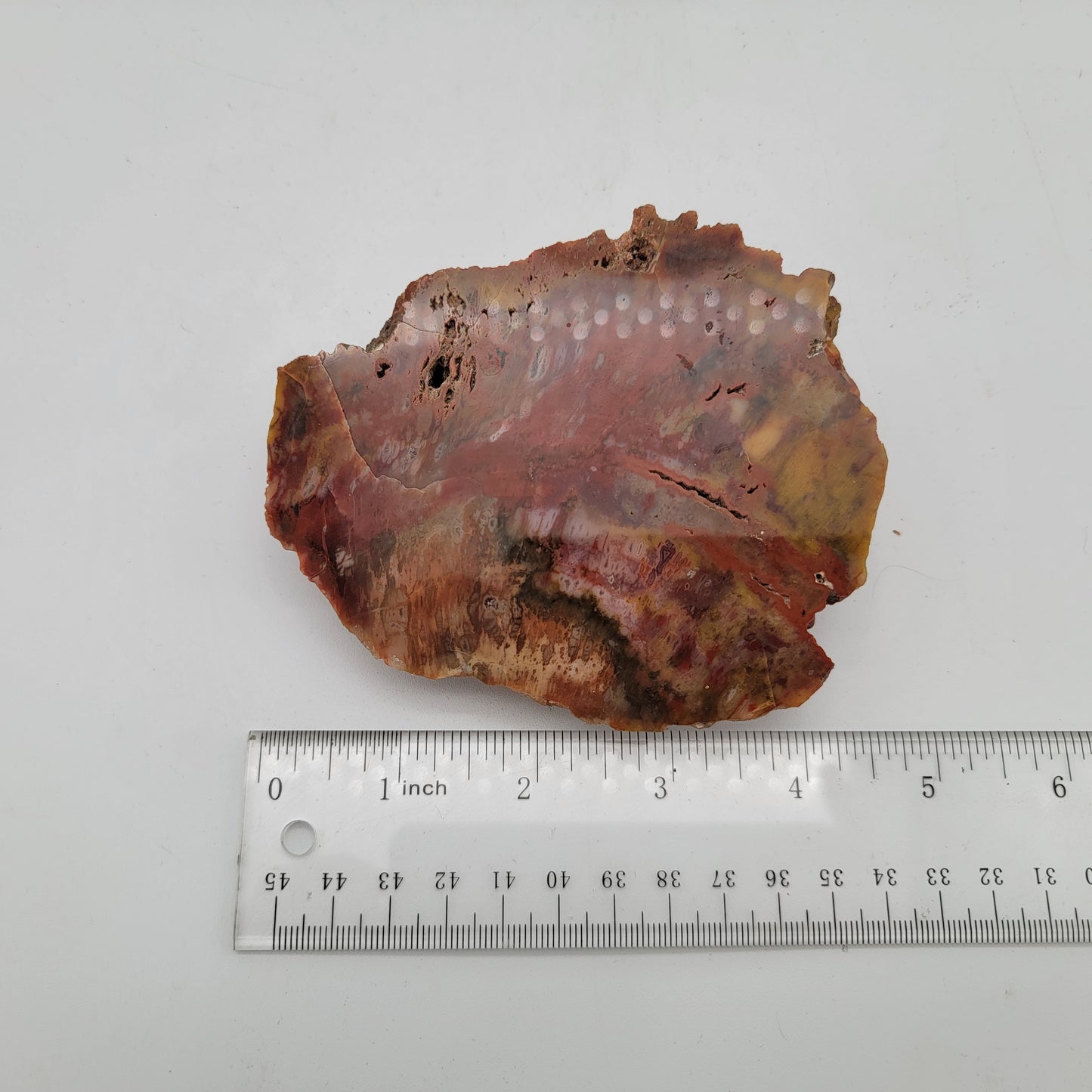 Petrified Wood Agate Specimen