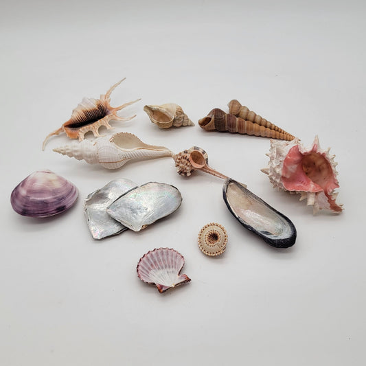 Sea Shell Collection - 13 Pieces Murex Whelk Scallop Abalone Conch & More
