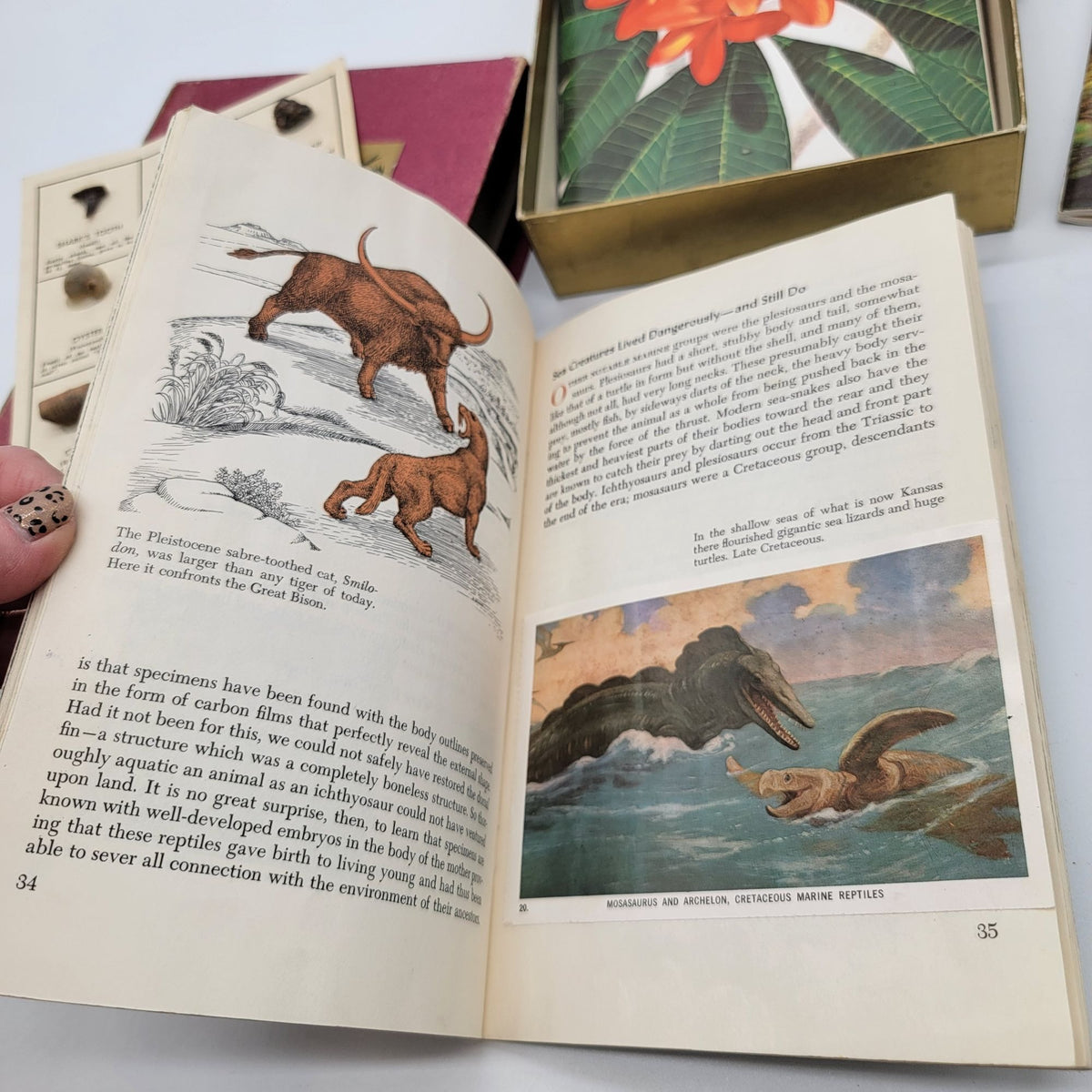 National Audubon Society Nature Program Box Set With Books & Fossil Kit