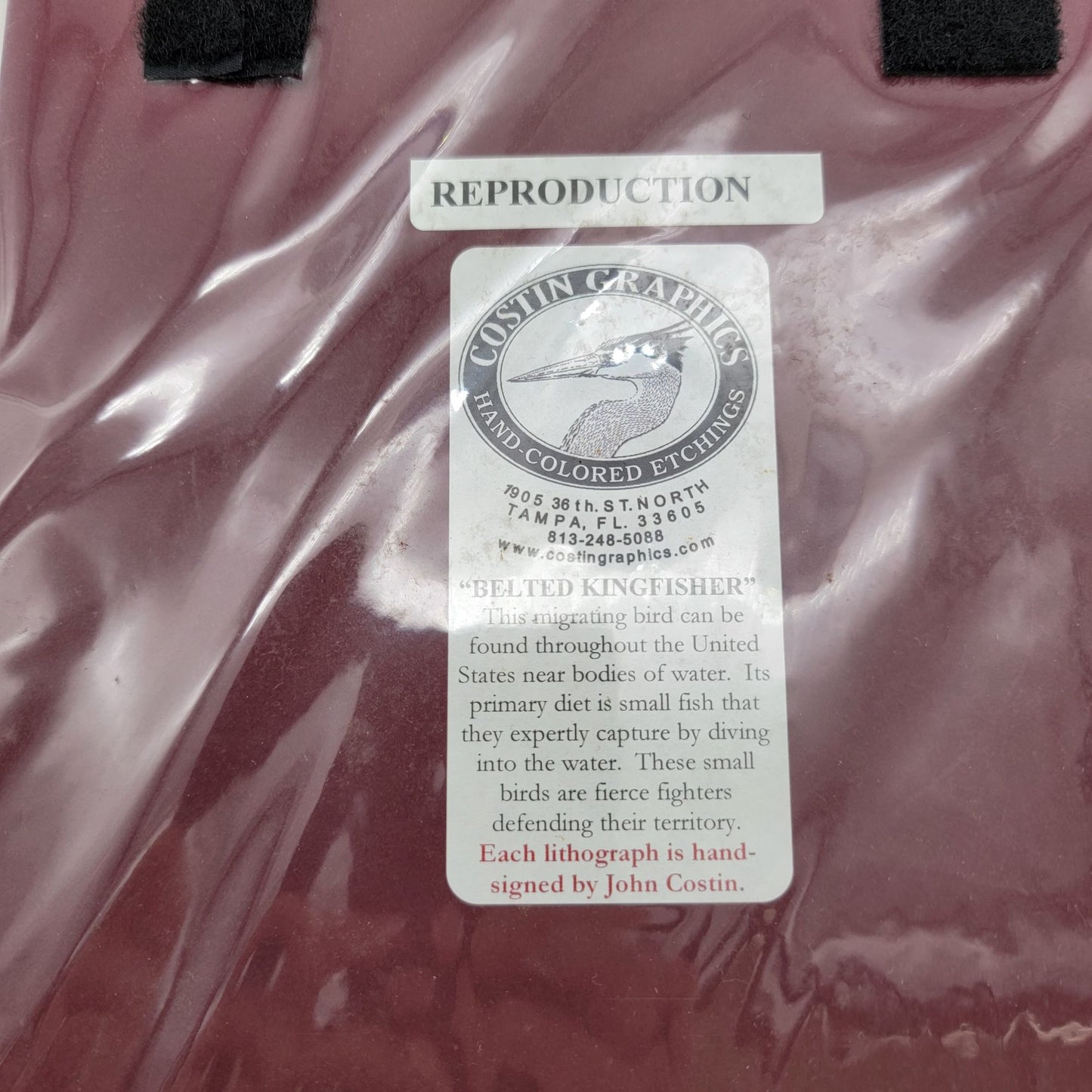 "Belted Kingfisher" Lithograph Print Signed By John Costin