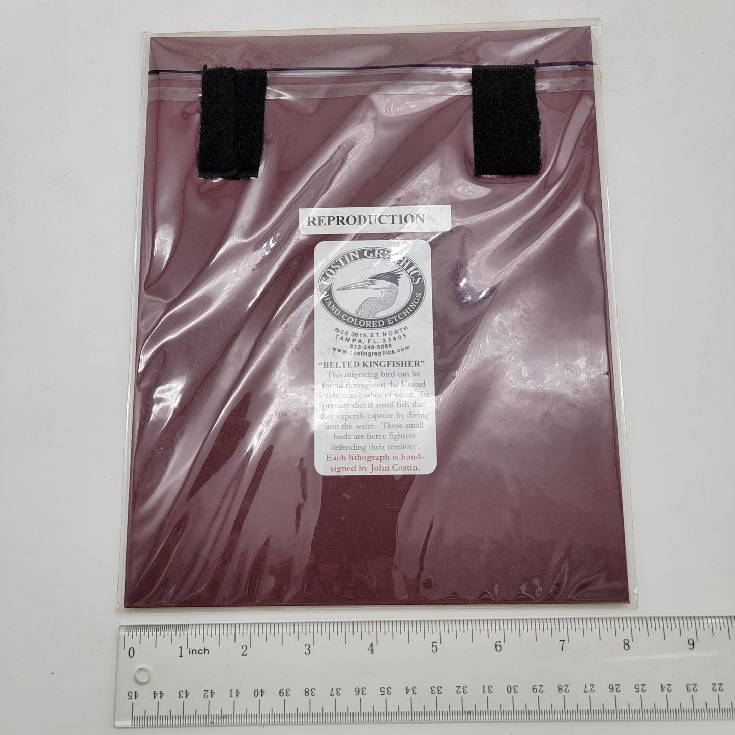 "Belted Kingfisher" Lithograph Print Signed By John Costin