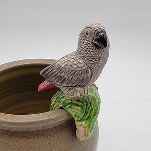 African Grey Parrot Pot Sitter Coad Peru
