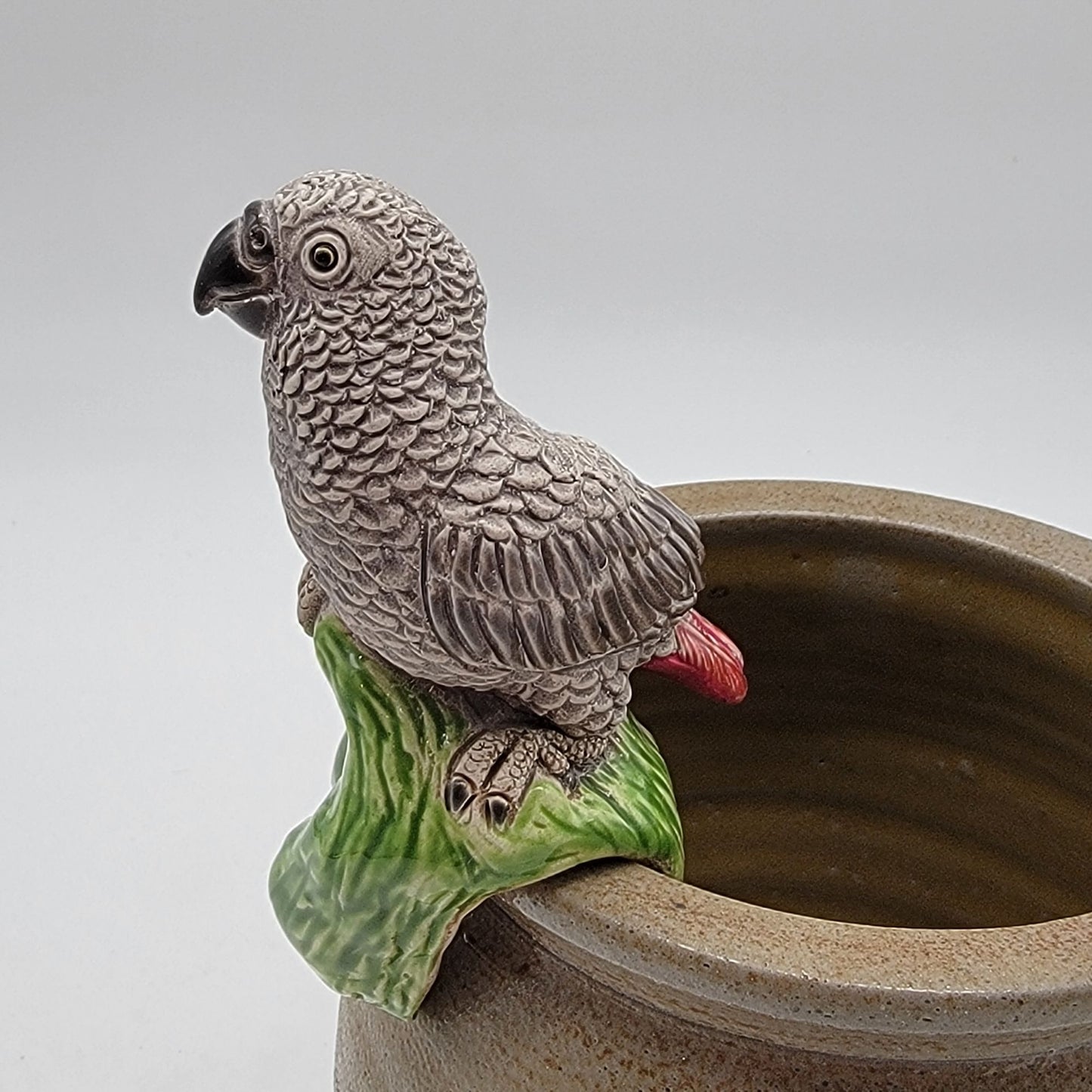 African Grey Parrot Pot Sitter Coad Peru