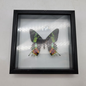 Sunset Moth Framed Display Specimen
