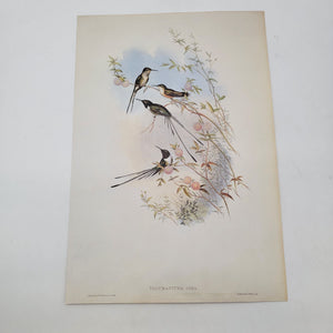J Gould & H C Richter Cora's Peruvian Shear-tail Hummingbird Thaumastura cora Portfolio Bookplate Lithograph Print