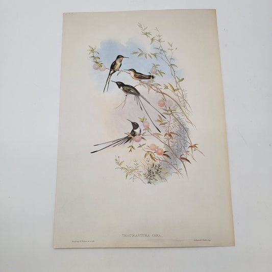 J Gould & H C Richter Cora's Peruvian Shear-tail Hummingbird Thaumastura cora Portfolio Bookplate Lithograph Print
