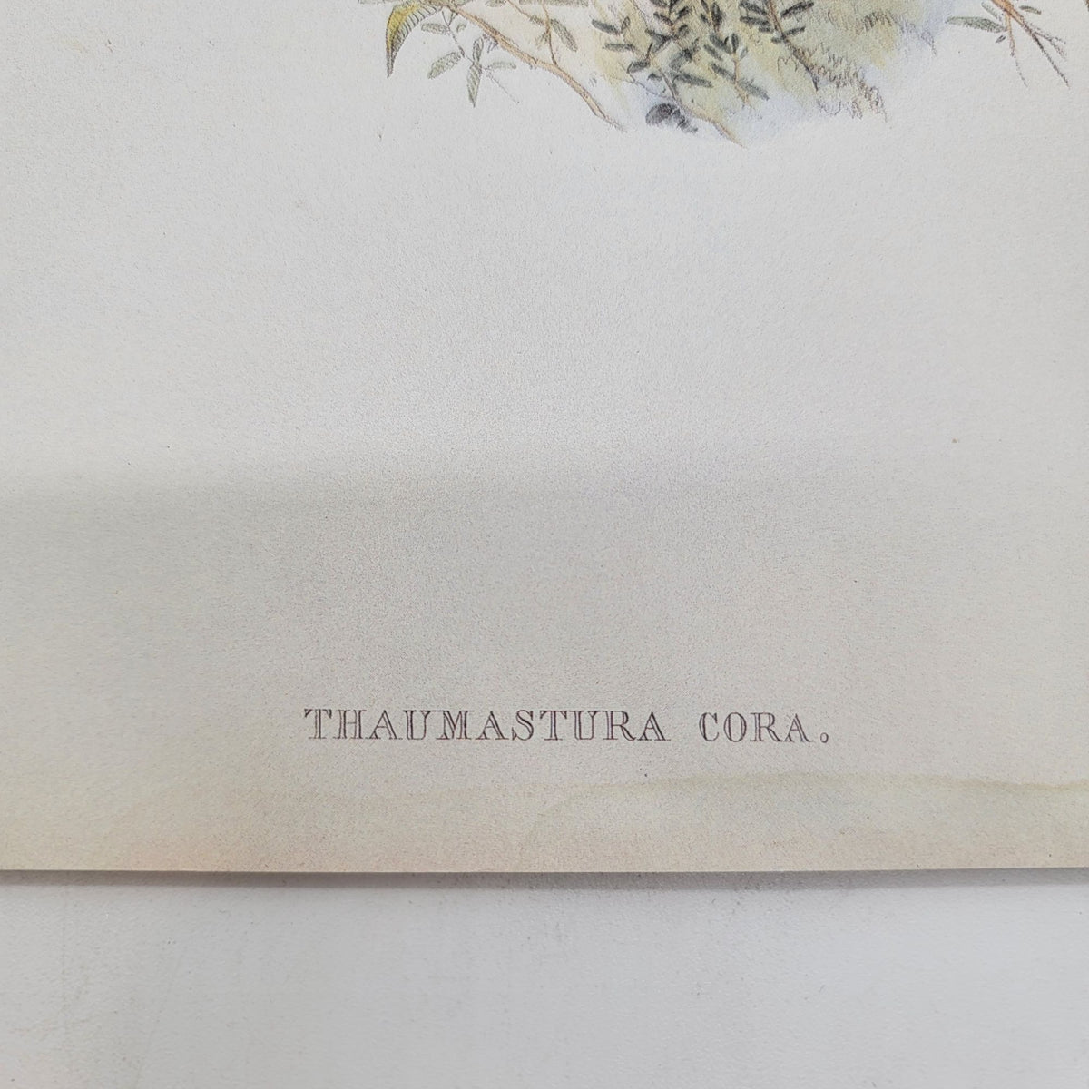 J Gould & H C Richter Cora's Peruvian Shear-tail Hummingbird Thaumastura cora Portfolio Bookplate Lithograph Print