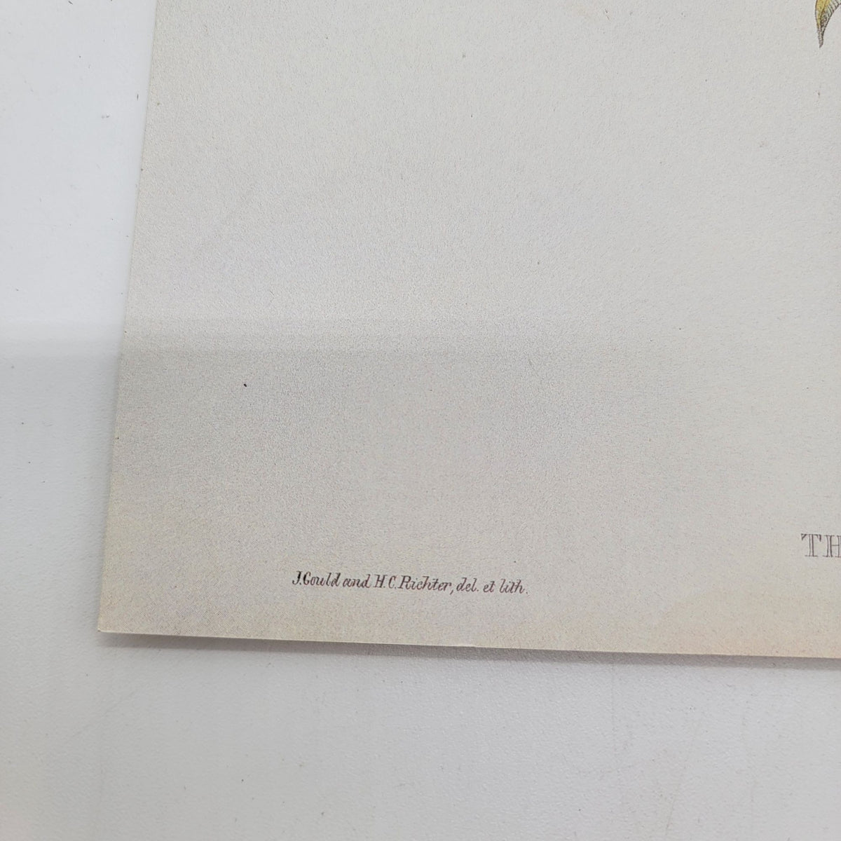 J Gould & H C Richter Cora's Peruvian Shear-tail Hummingbird Thaumastura cora Portfolio Bookplate Lithograph Print