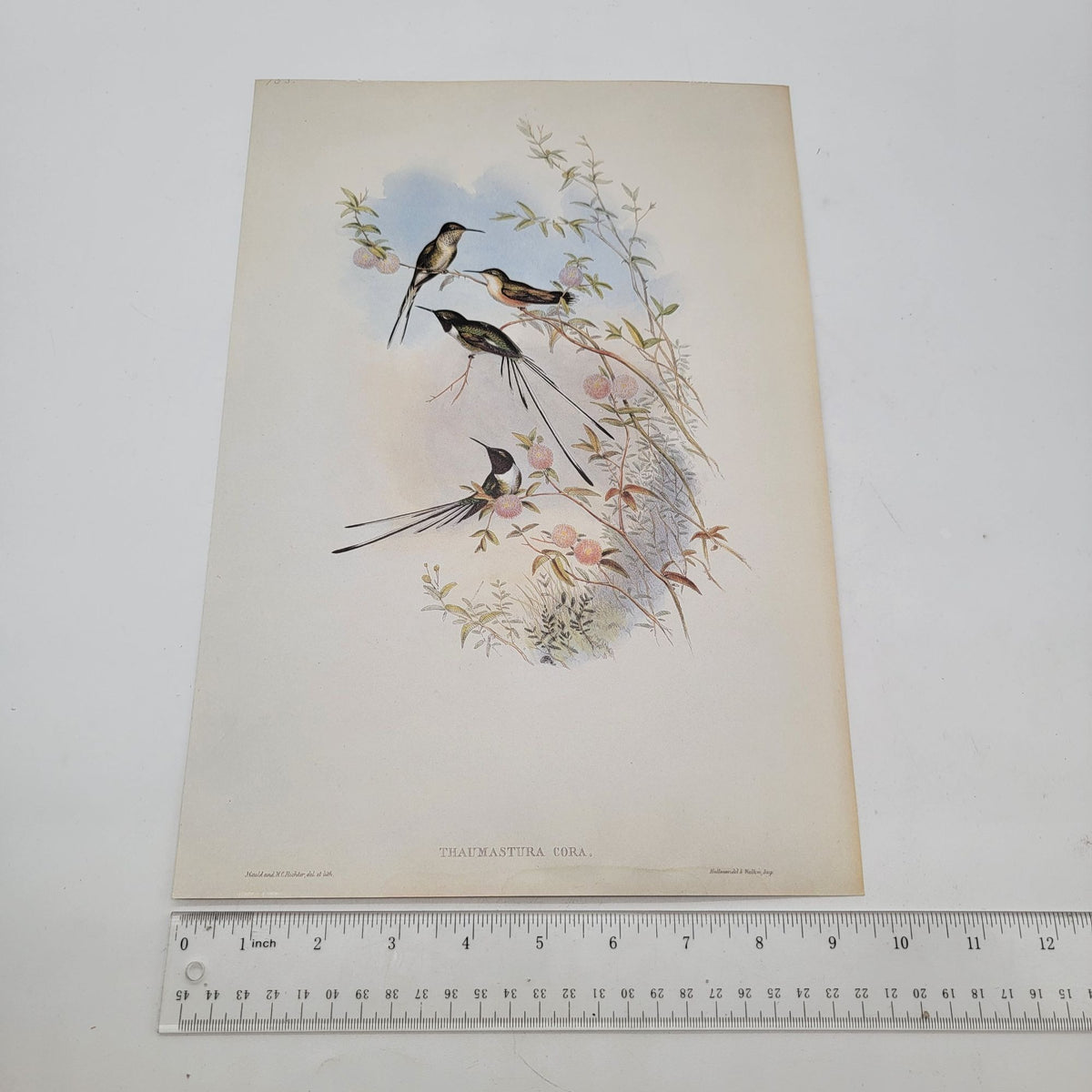 J Gould & H C Richter Cora's Peruvian Shear-tail Hummingbird Thaumastura cora Portfolio Bookplate Lithograph Print