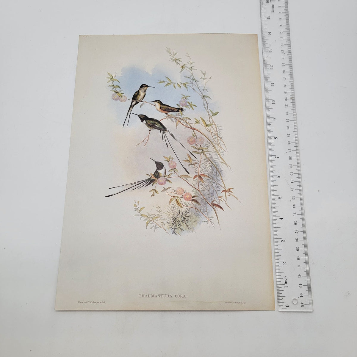 J Gould & H C Richter Cora's Peruvian Shear-tail Hummingbird Thaumastura cora Portfolio Bookplate Lithograph Print