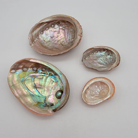 Set Of 4 Small Abalone Shells