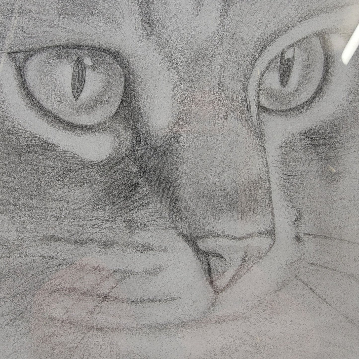 Hand-Drawn Pencil Sketch Of Tabby Cat Face