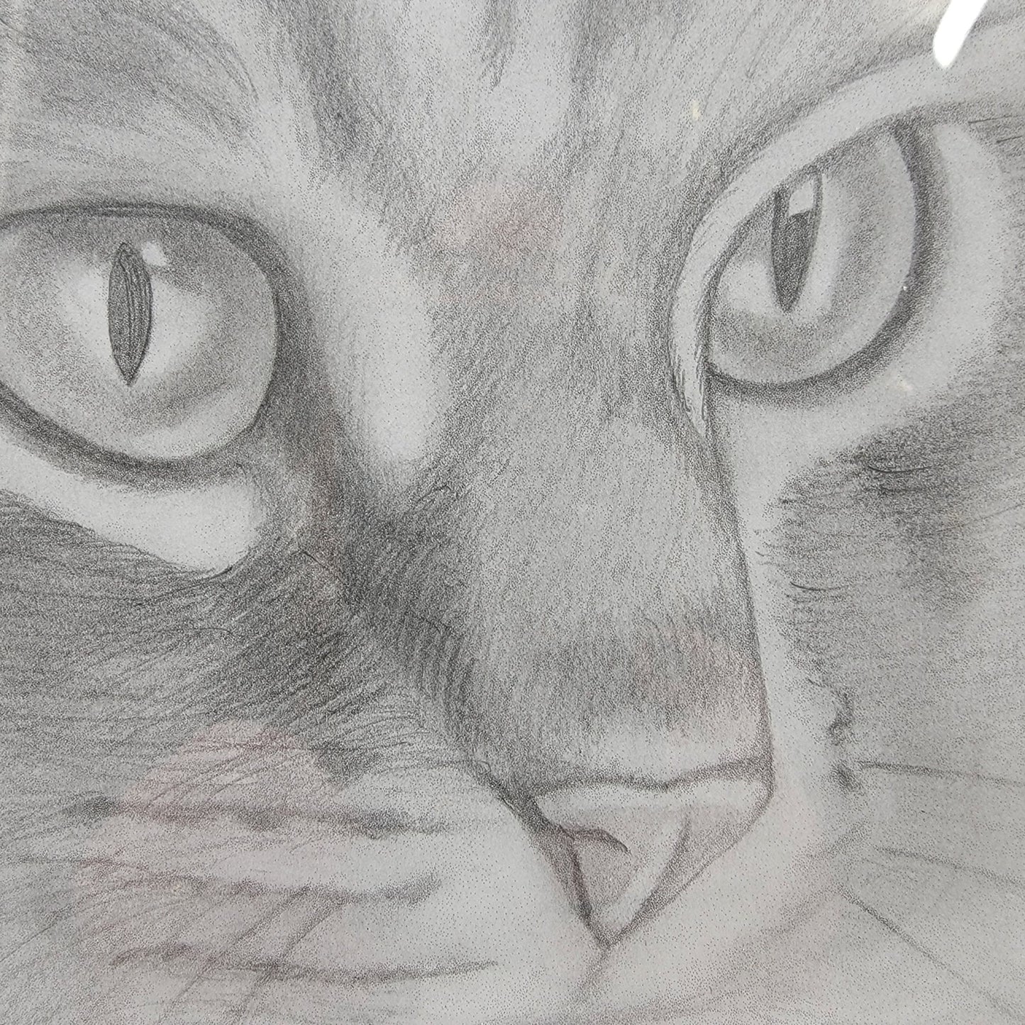 Hand-Drawn Pencil Sketch Of Tabby Cat Face