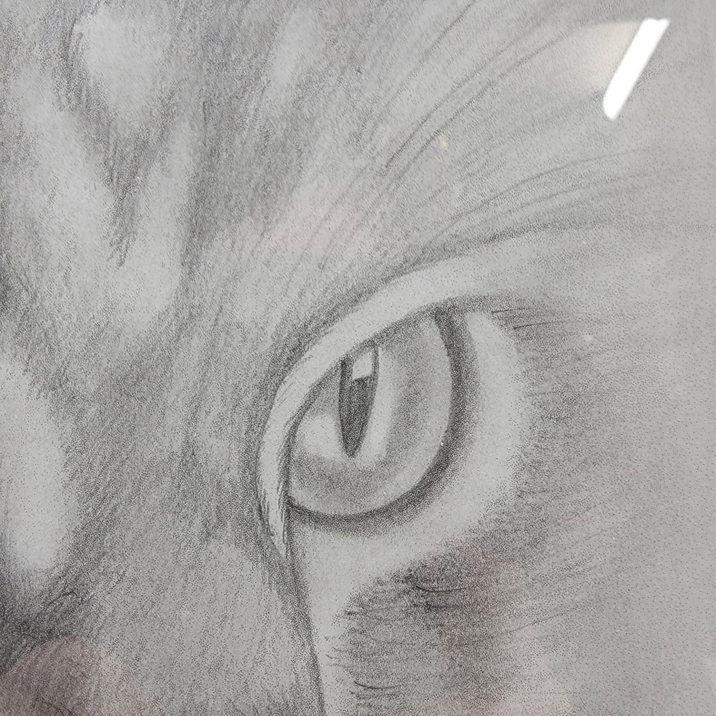 Hand-Drawn Pencil Sketch Of Tabby Cat Face