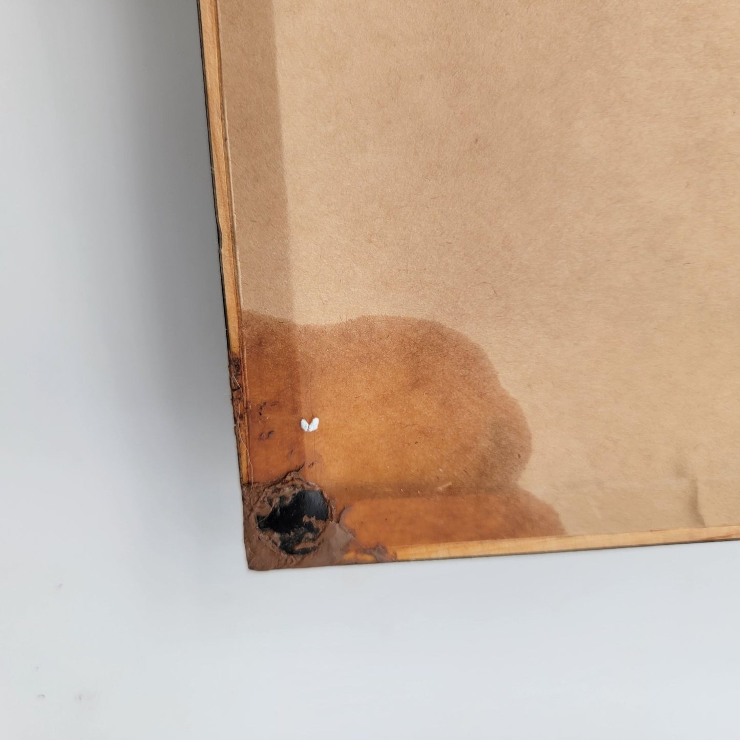 "Predators" Grey Wolf Eyes Framed Print By D.K. Dennis