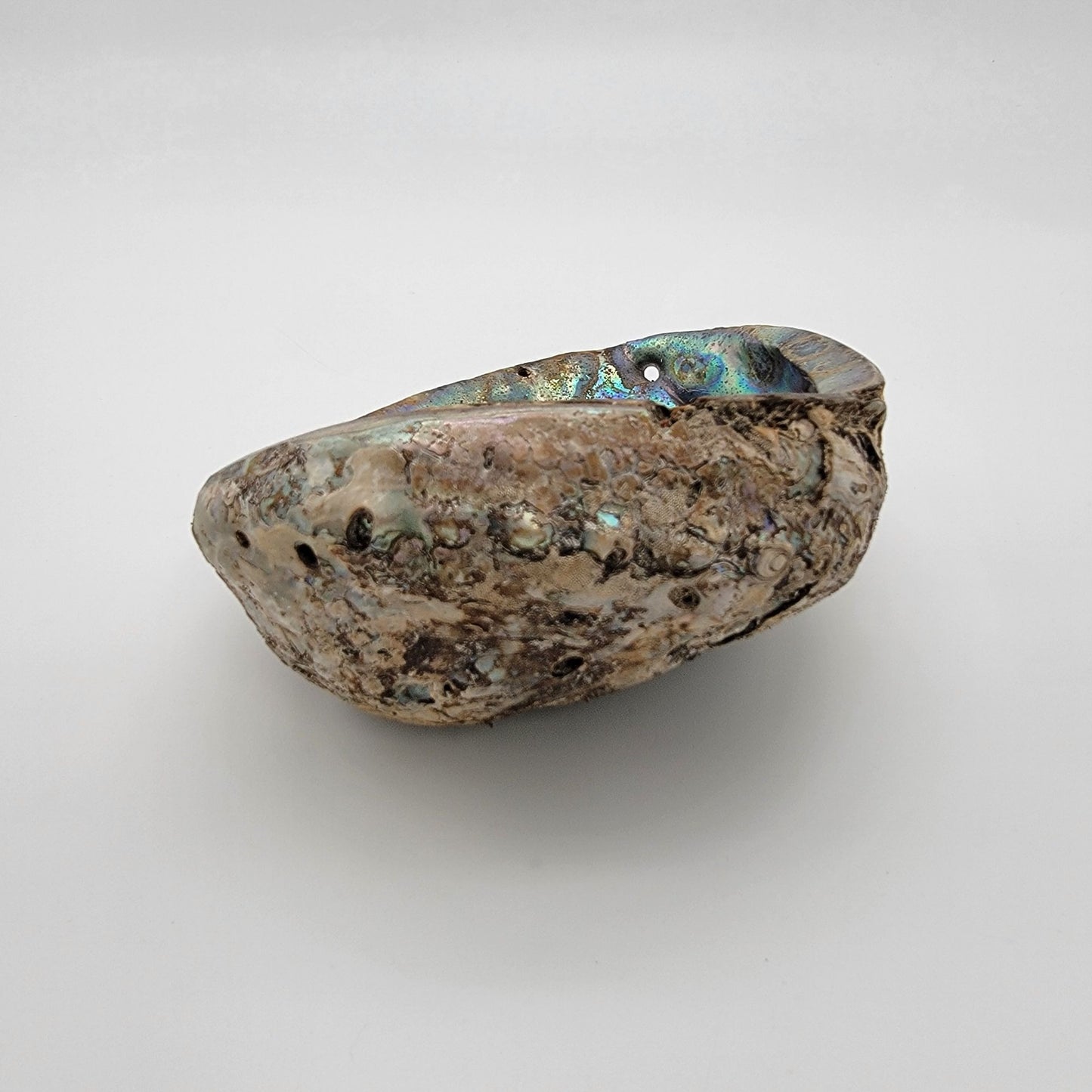 Natural Abalone Shell Smudge Bowl 7" x 5.5"