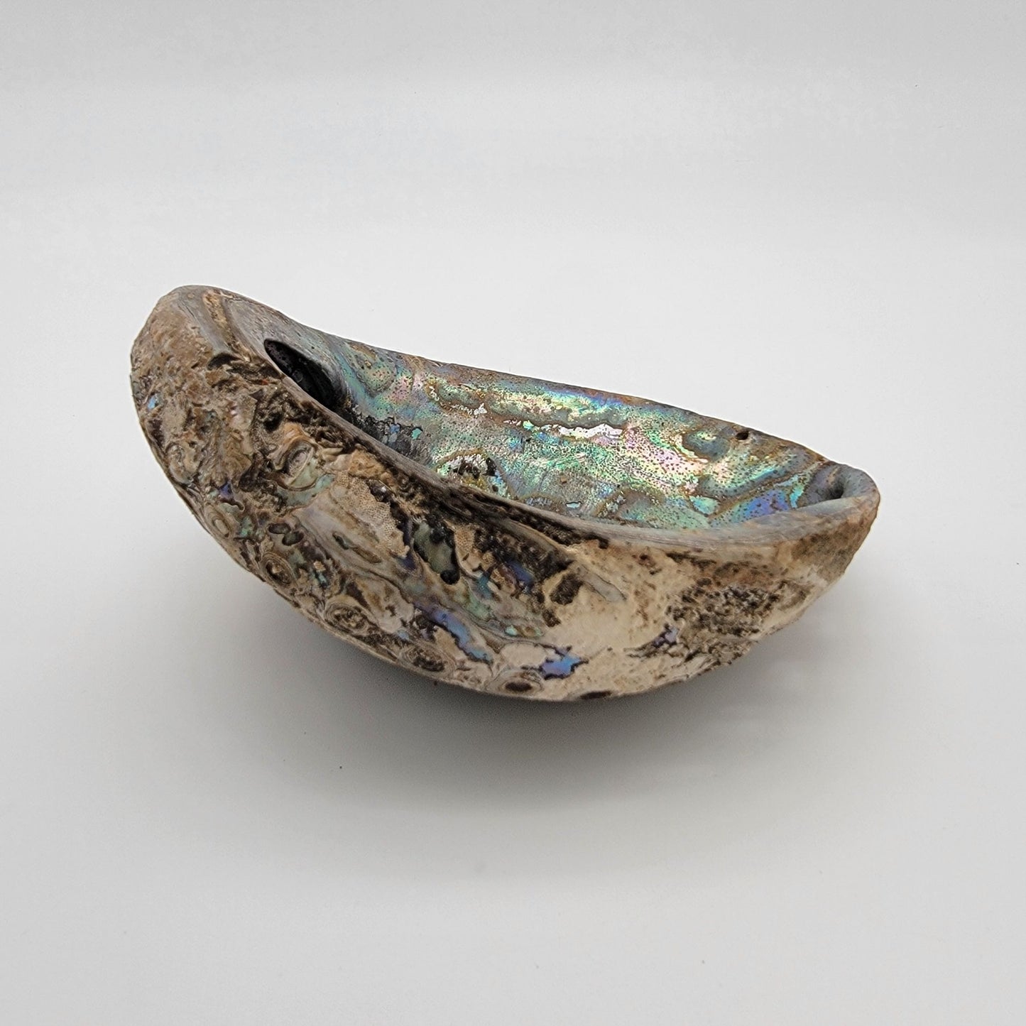 Natural Abalone Shell Smudge Bowl 7" x 5.5"