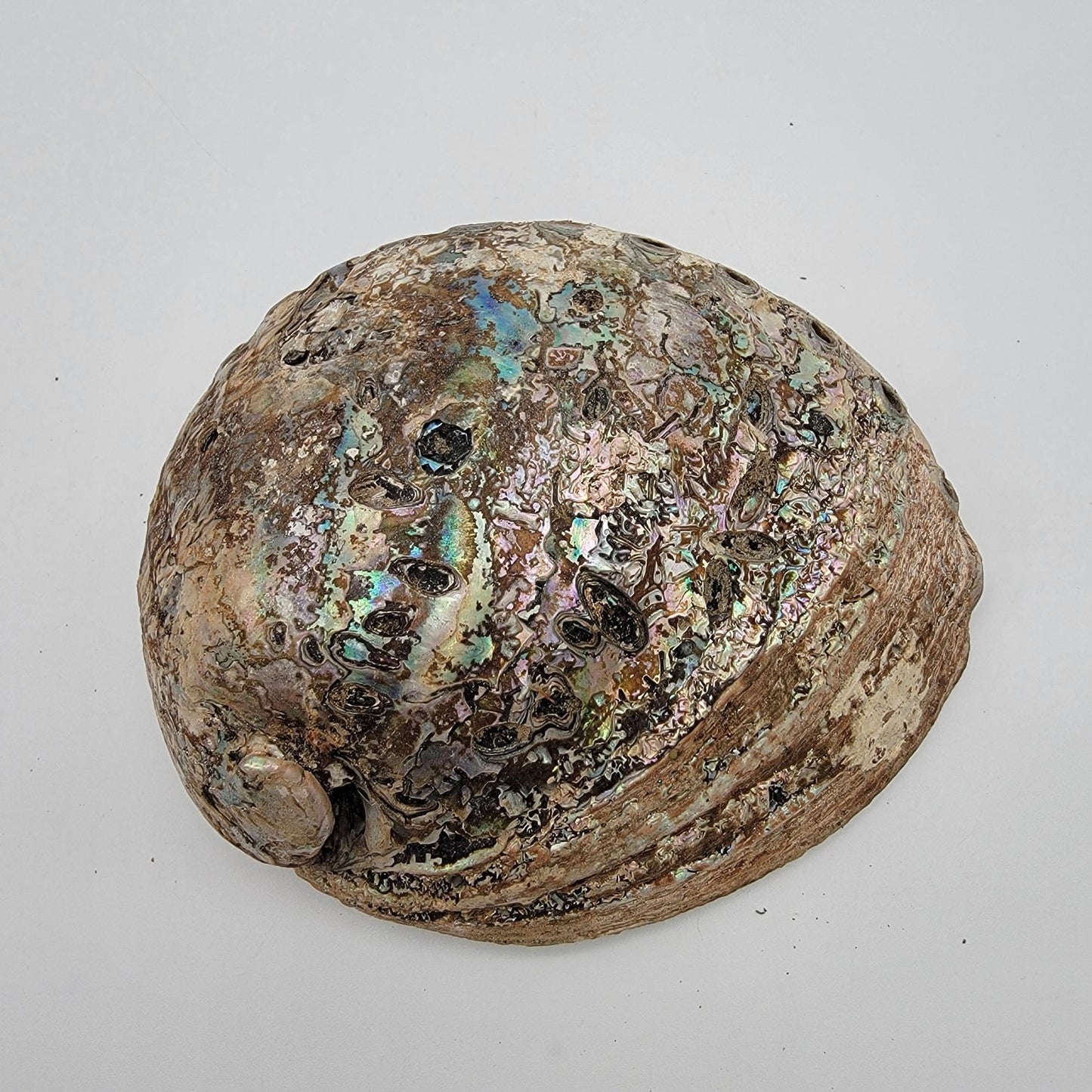 Natural Abalone Shell Smudge Bowl 7" x 5.5"