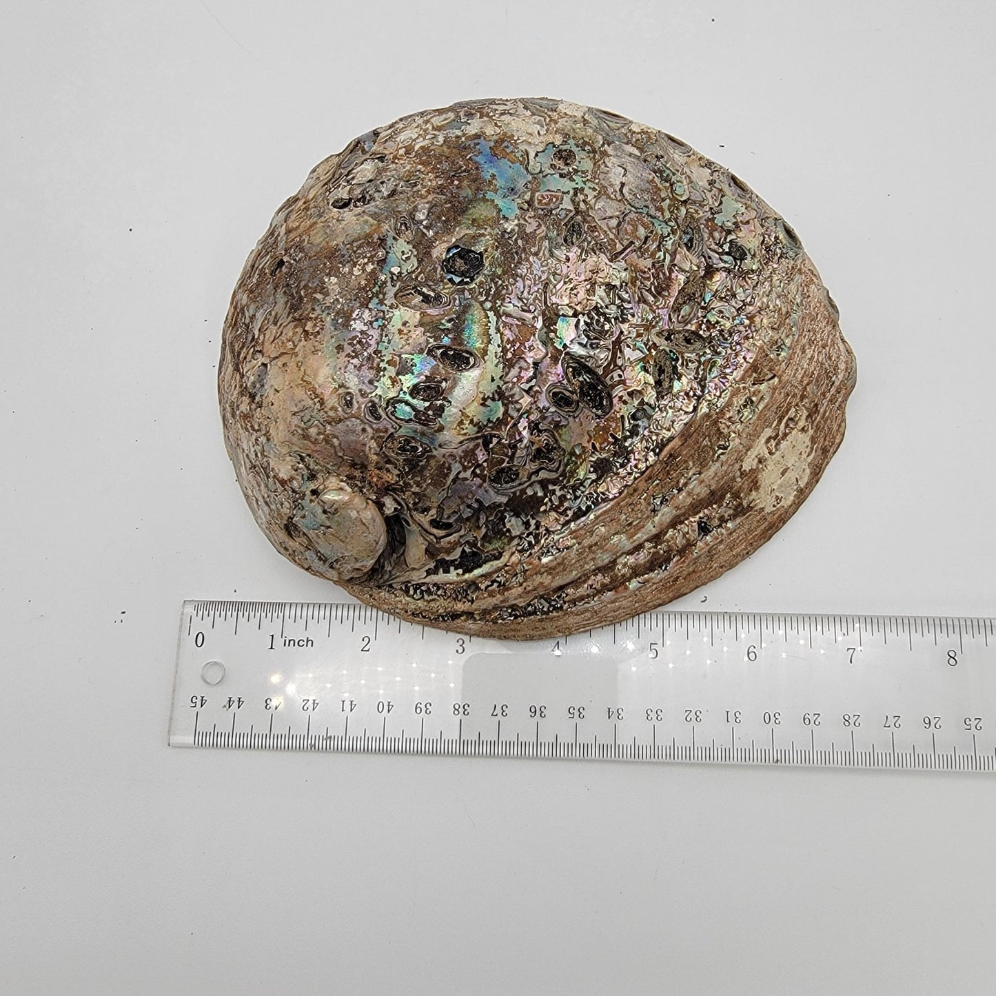 Natural Abalone Shell Smudge Bowl 7" x 5.5"