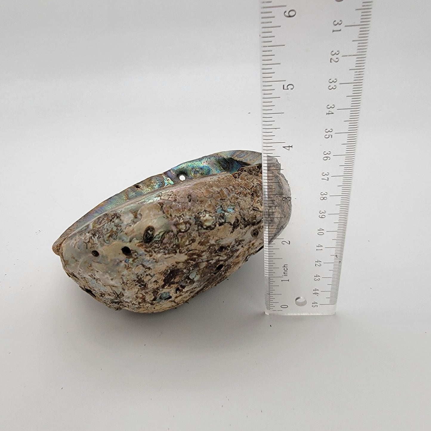 Natural Abalone Shell Smudge Bowl 7" x 5.5"