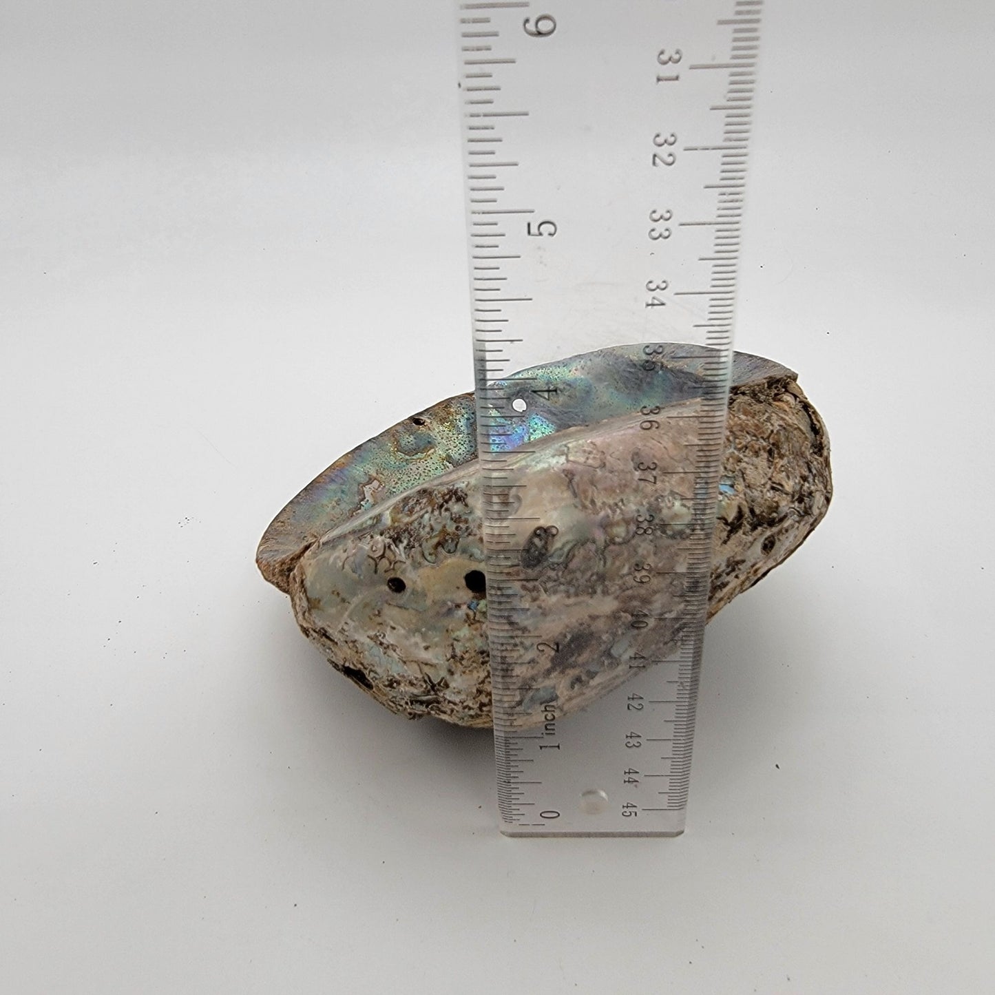 Natural Abalone Shell Smudge Bowl 7" x 5.5"