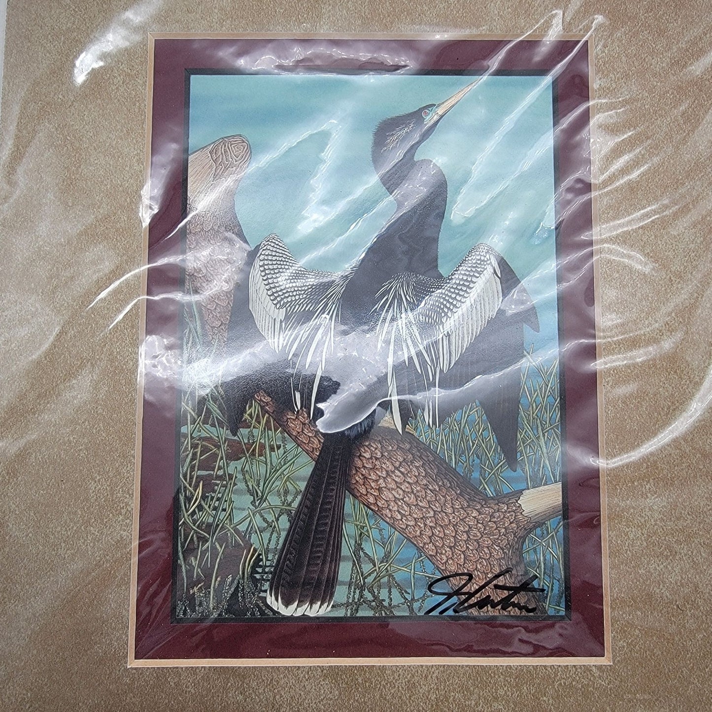 "Anhinga" Bird John Costin Signed Lithograph Matted Print 8" X 10"