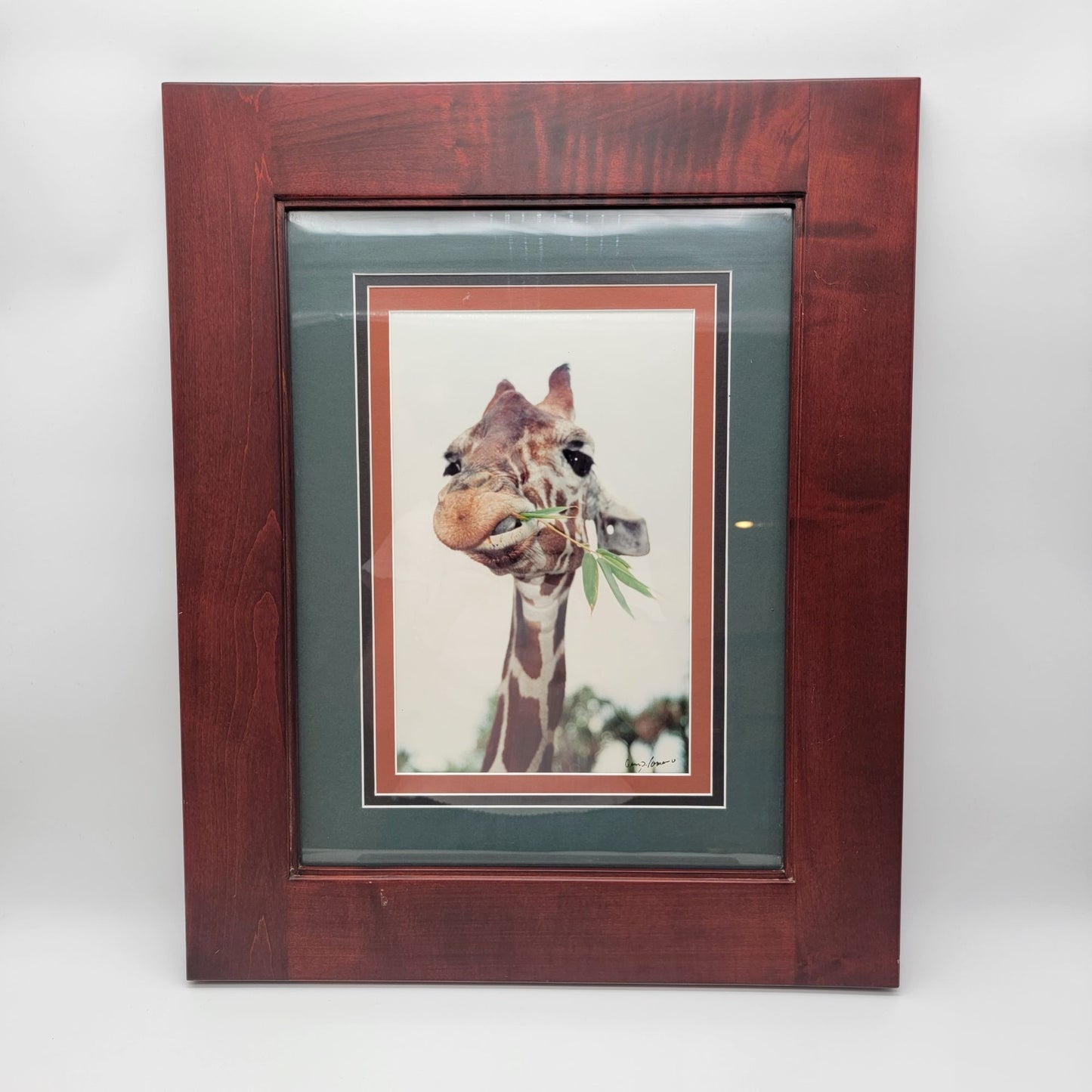 Gerry Lamarre Giraffe Eating Bamboo Photo Print Framed