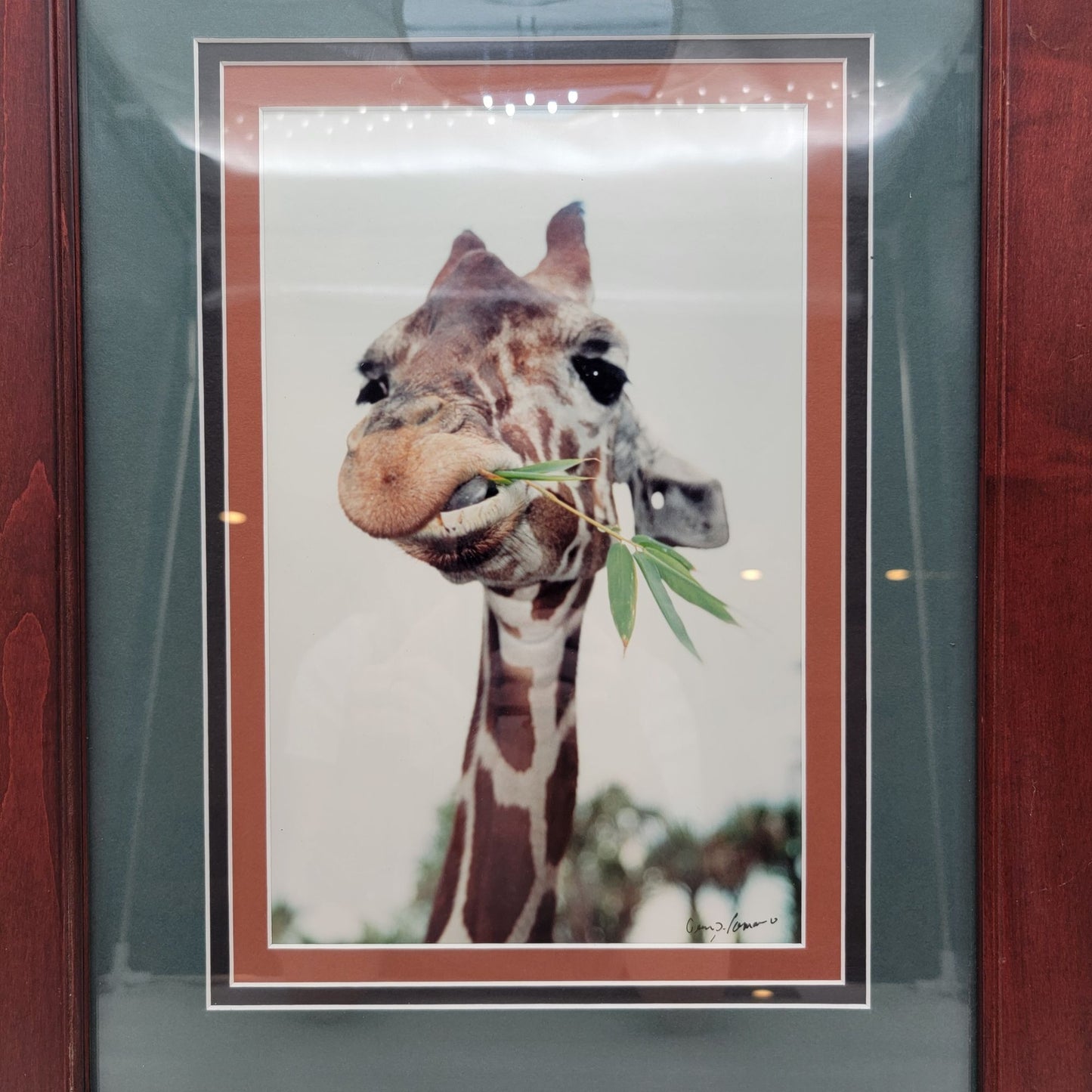 Gerry Lamarre Giraffe Eating Bamboo Photo Print Framed