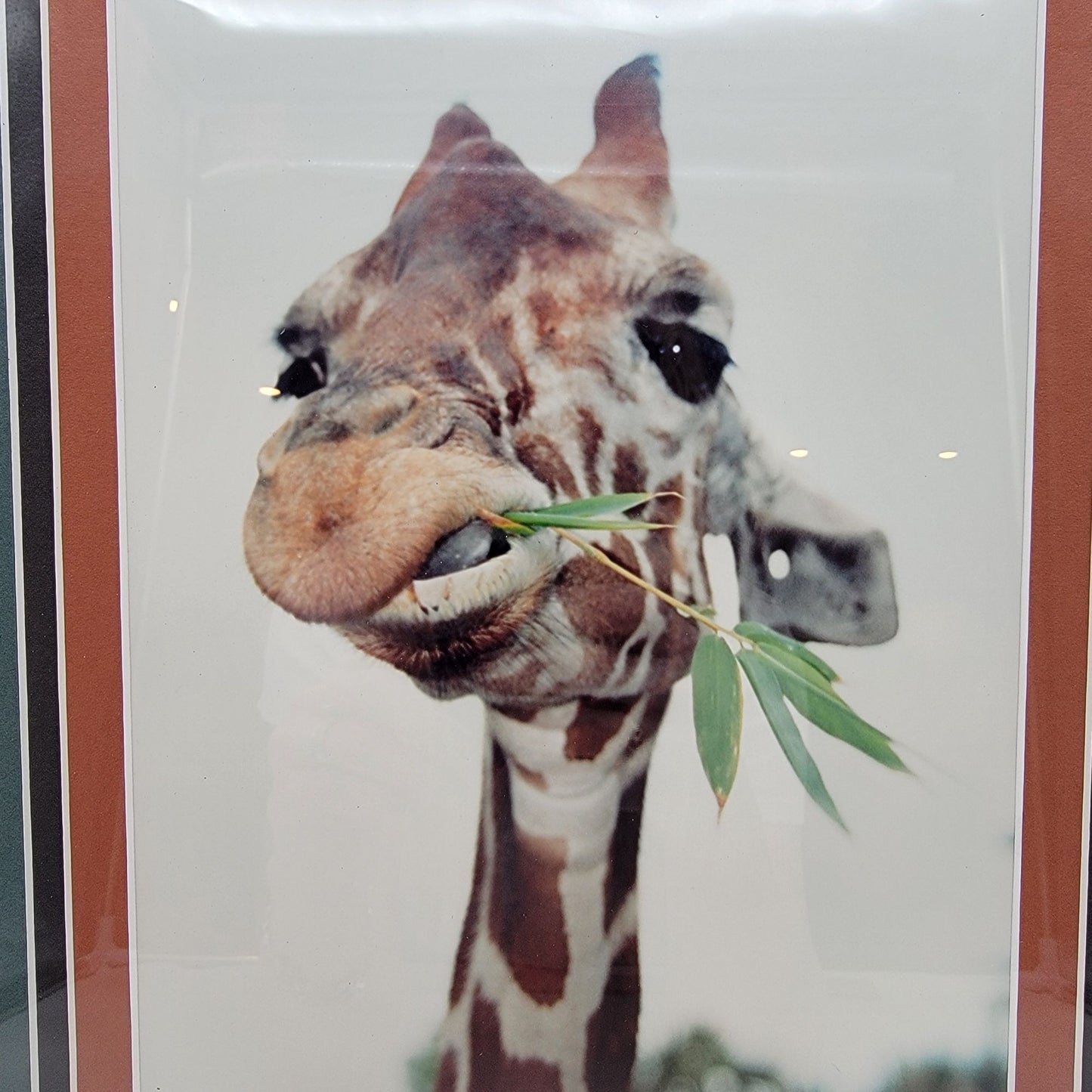 Gerry Lamarre Giraffe Eating Bamboo Photo Print Framed