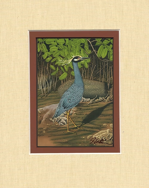 "Yellow-Crowned Night Heron" Signed Lithograph By John Costin Matted Art