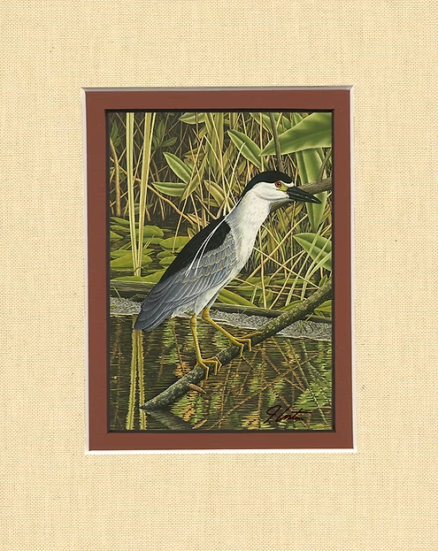 "Black-Crowned Night-Heron" Lithograph Print Signed John Costin