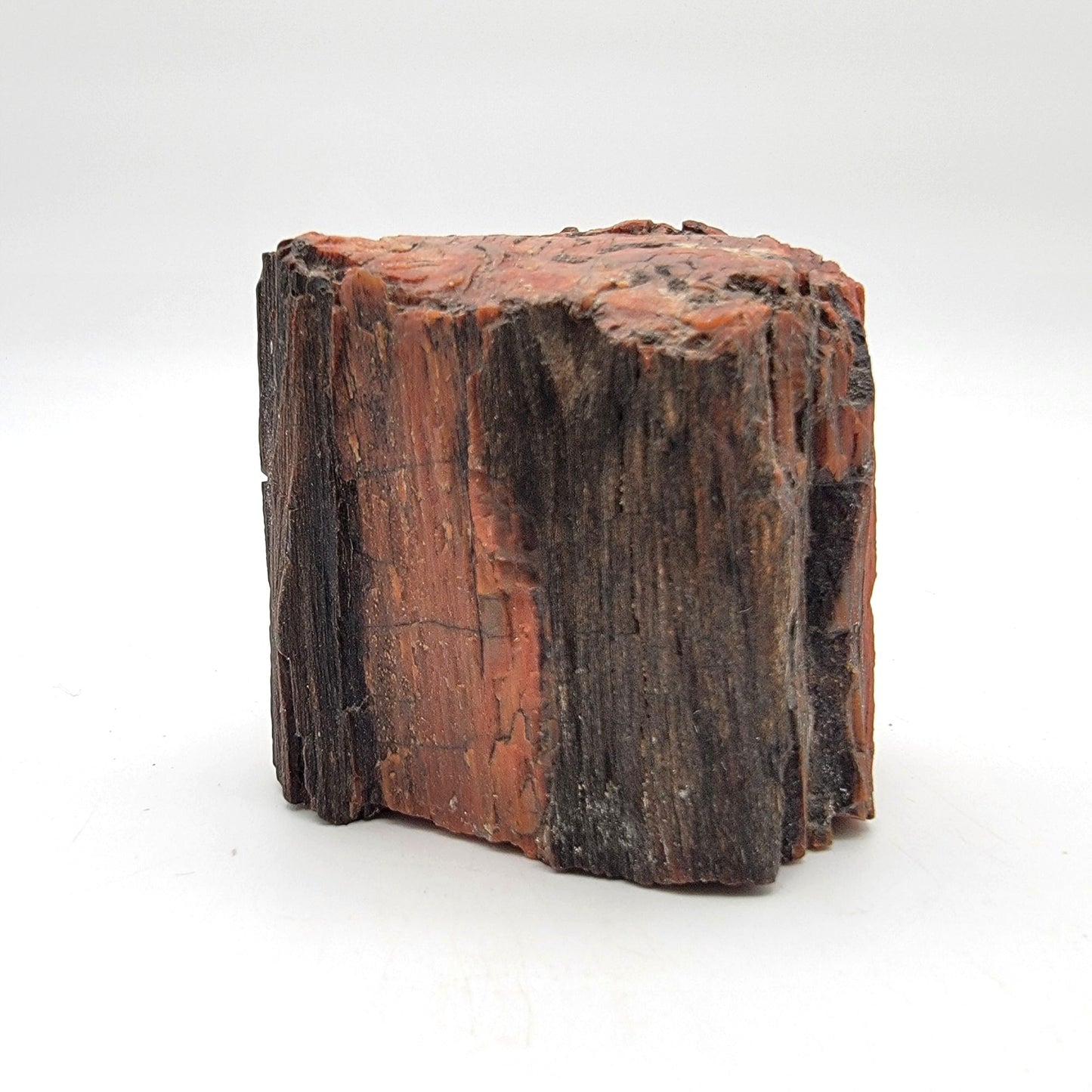 Arizona Petrified Wood Fossil Specimen