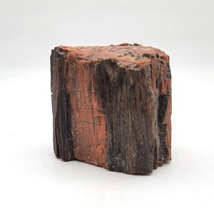 Arizona Petrified Wood Fossil Specimen