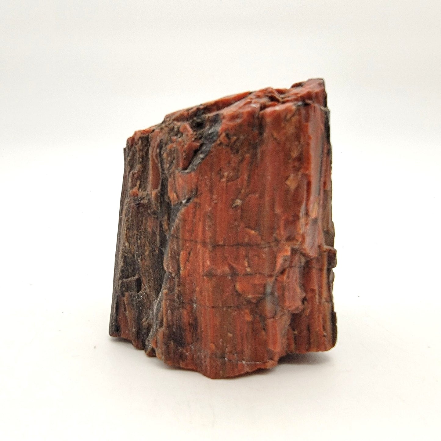 Arizona Petrified Wood Fossil Specimen