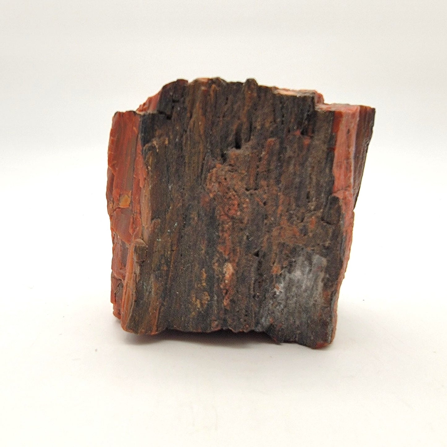 Arizona Petrified Wood Fossil Specimen