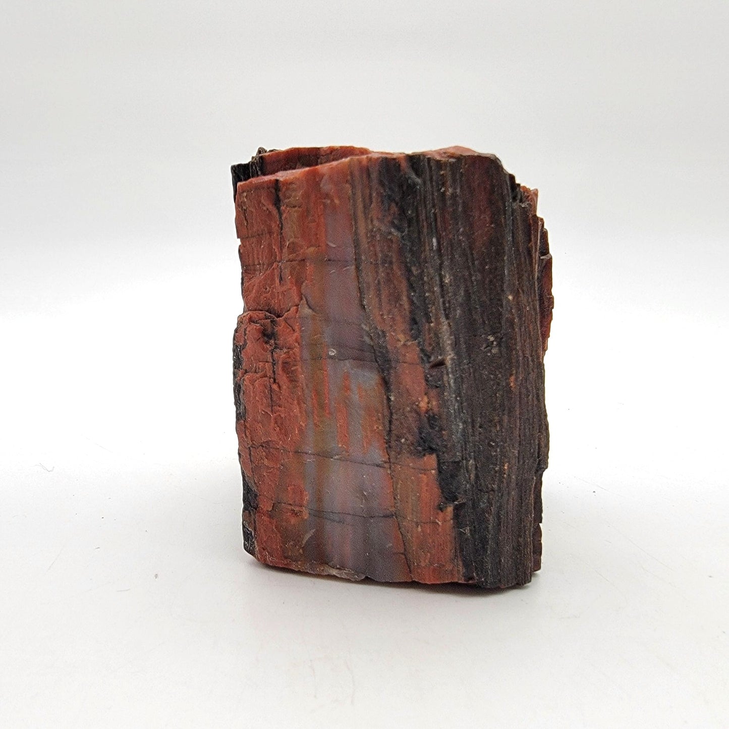 Arizona Petrified Wood Fossil Specimen