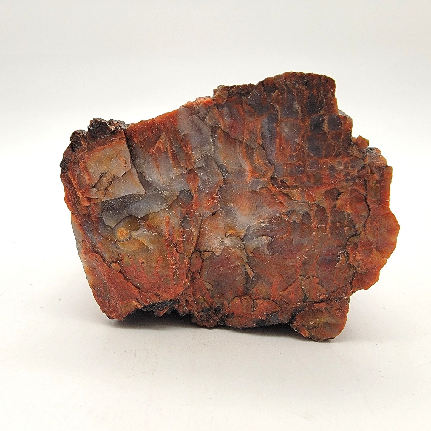 Arizona Petrified Wood Fossil Specimen