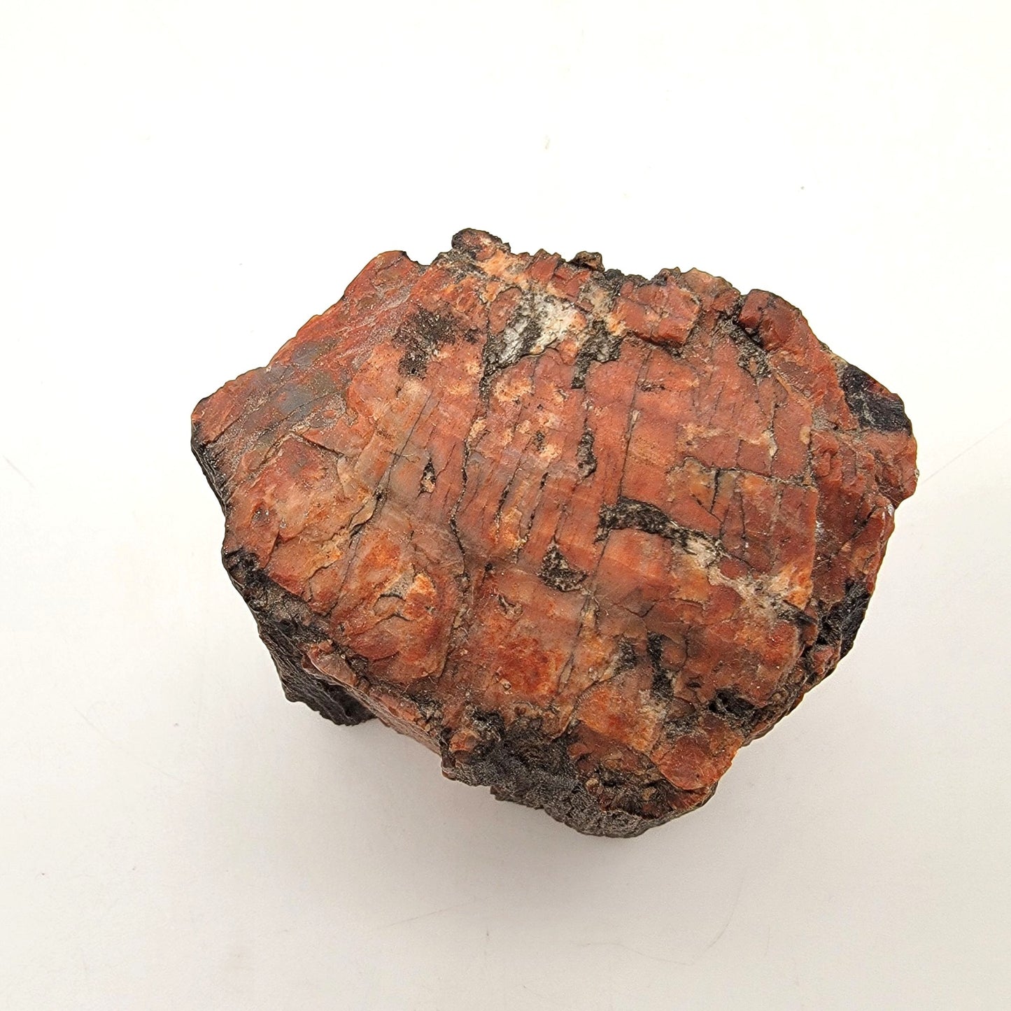 Arizona Petrified Wood Fossil Specimen