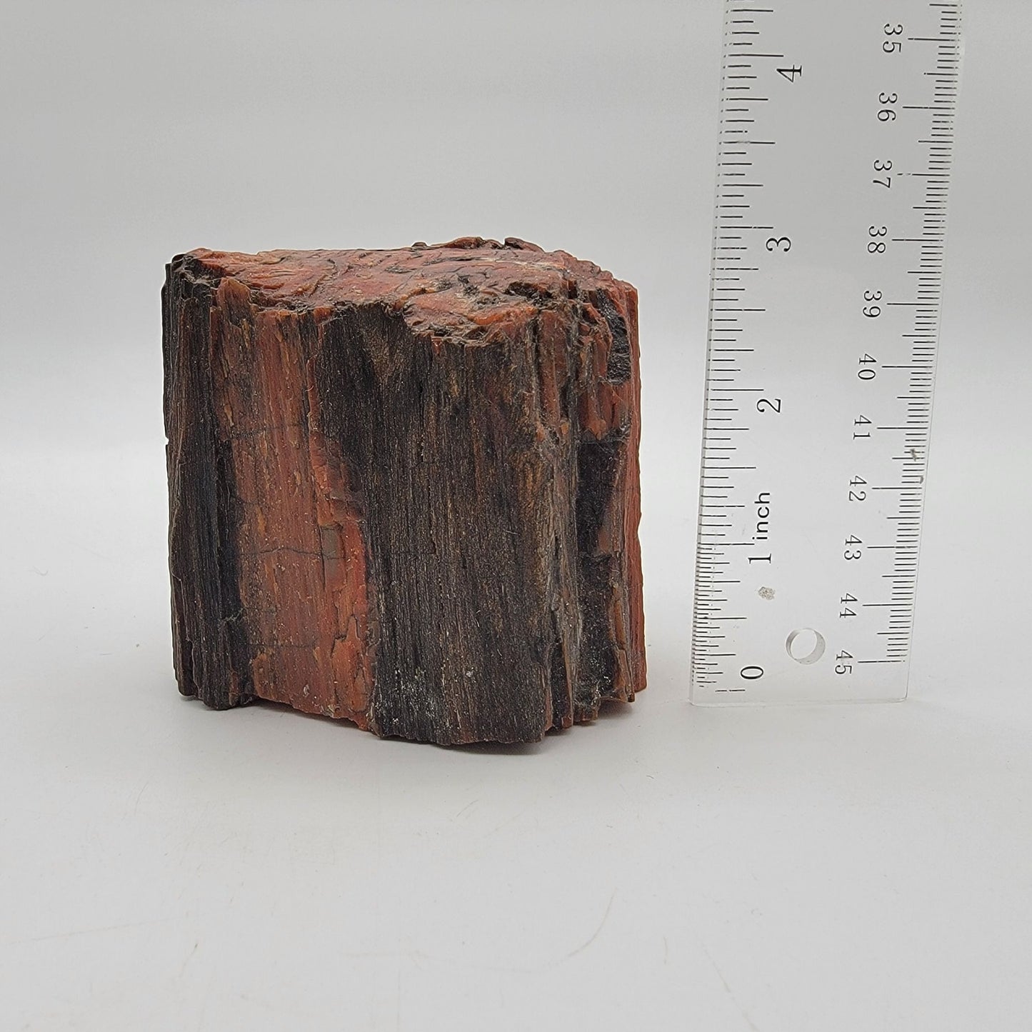 Arizona Petrified Wood Fossil Specimen