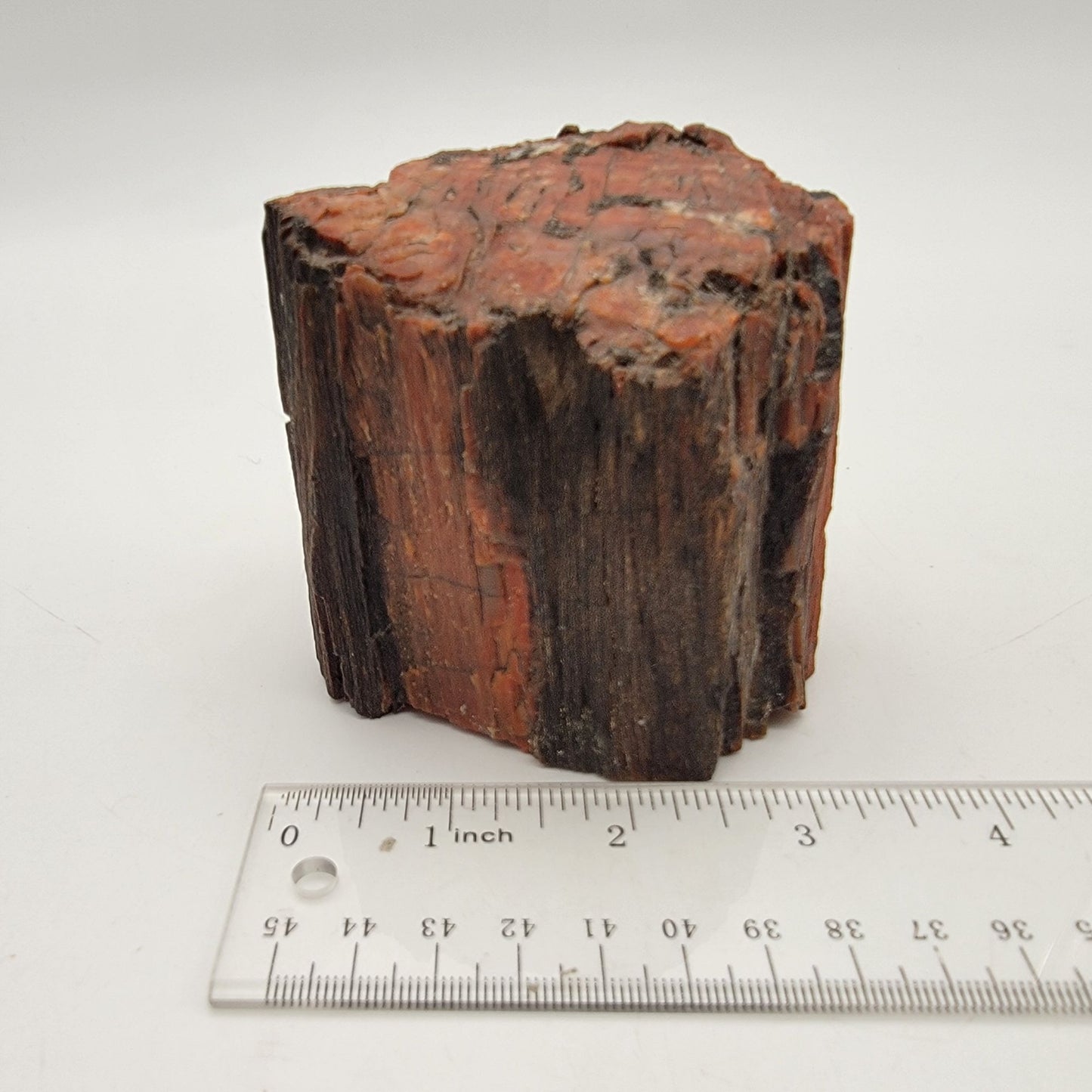 Arizona Petrified Wood Fossil Specimen