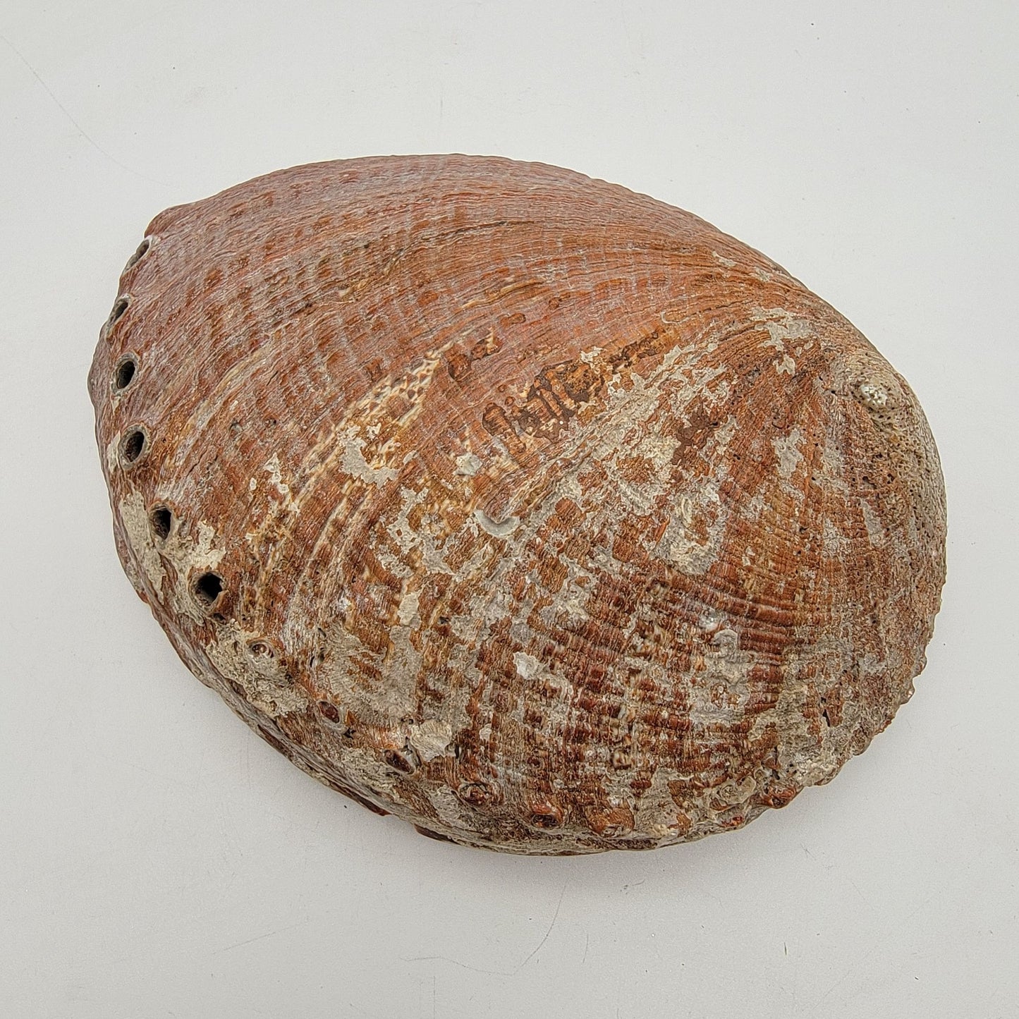 Vintage Red Abalone Shell Smudging Dish 7" x 5,5"