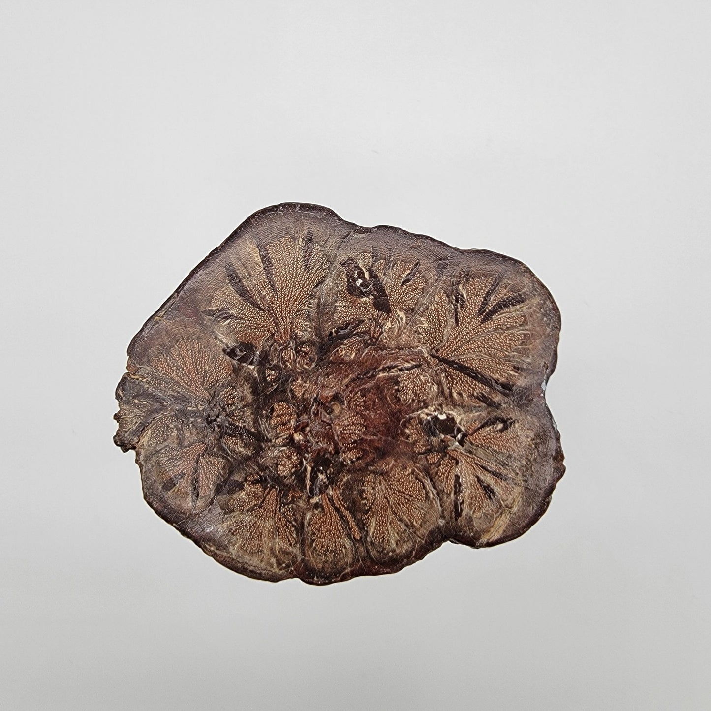 Vintage Hand-Carved Chrysanthemum Burl Wood Candle Holder